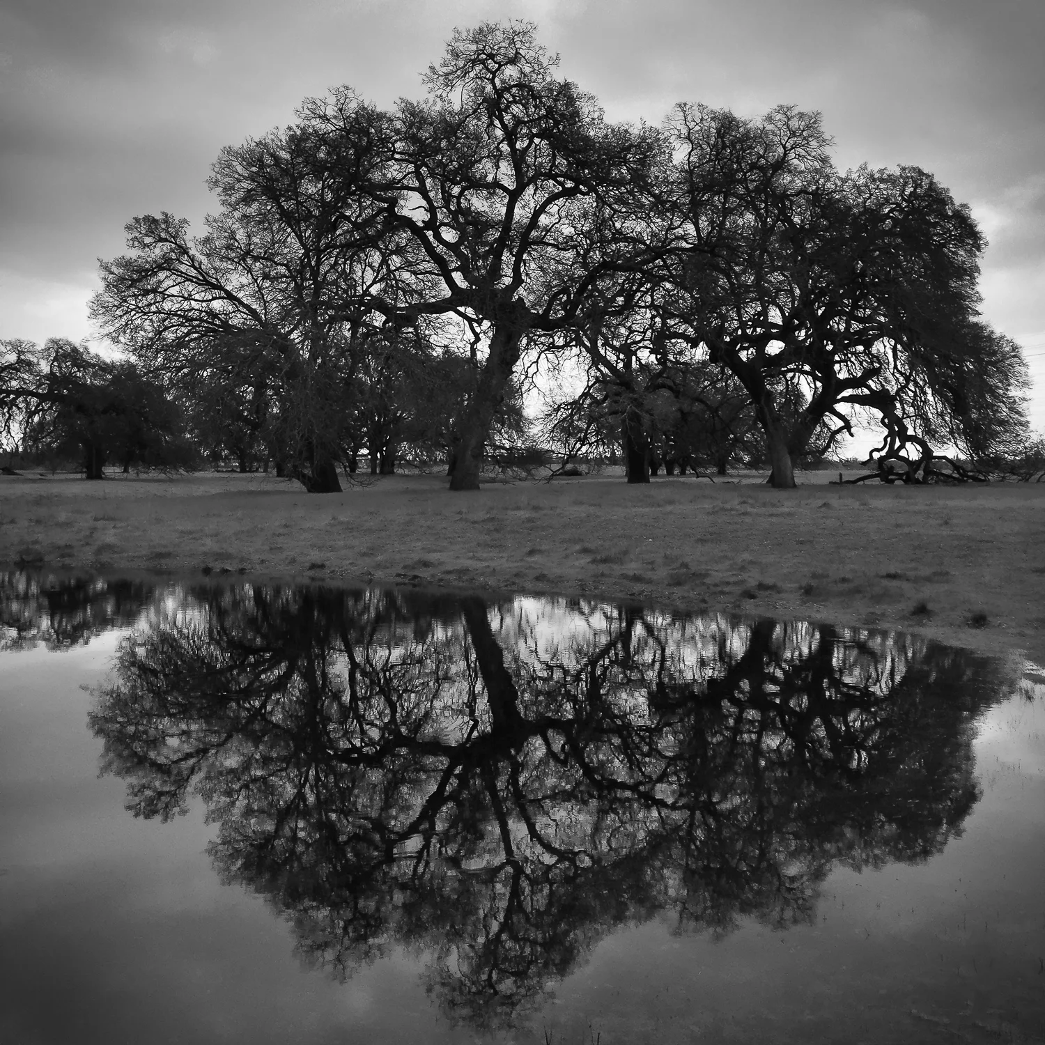 Reflective Pool (iPhone 6 Plus)