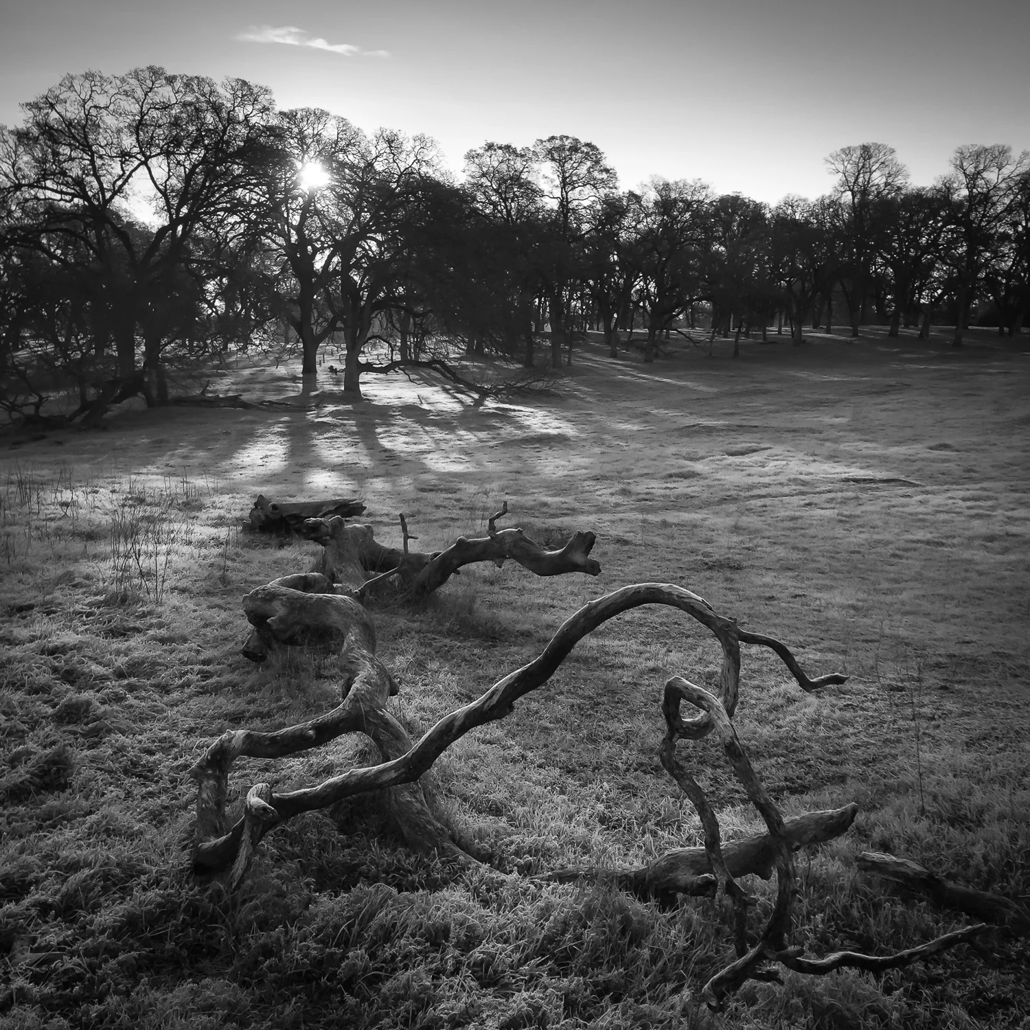 Frosty Morning
