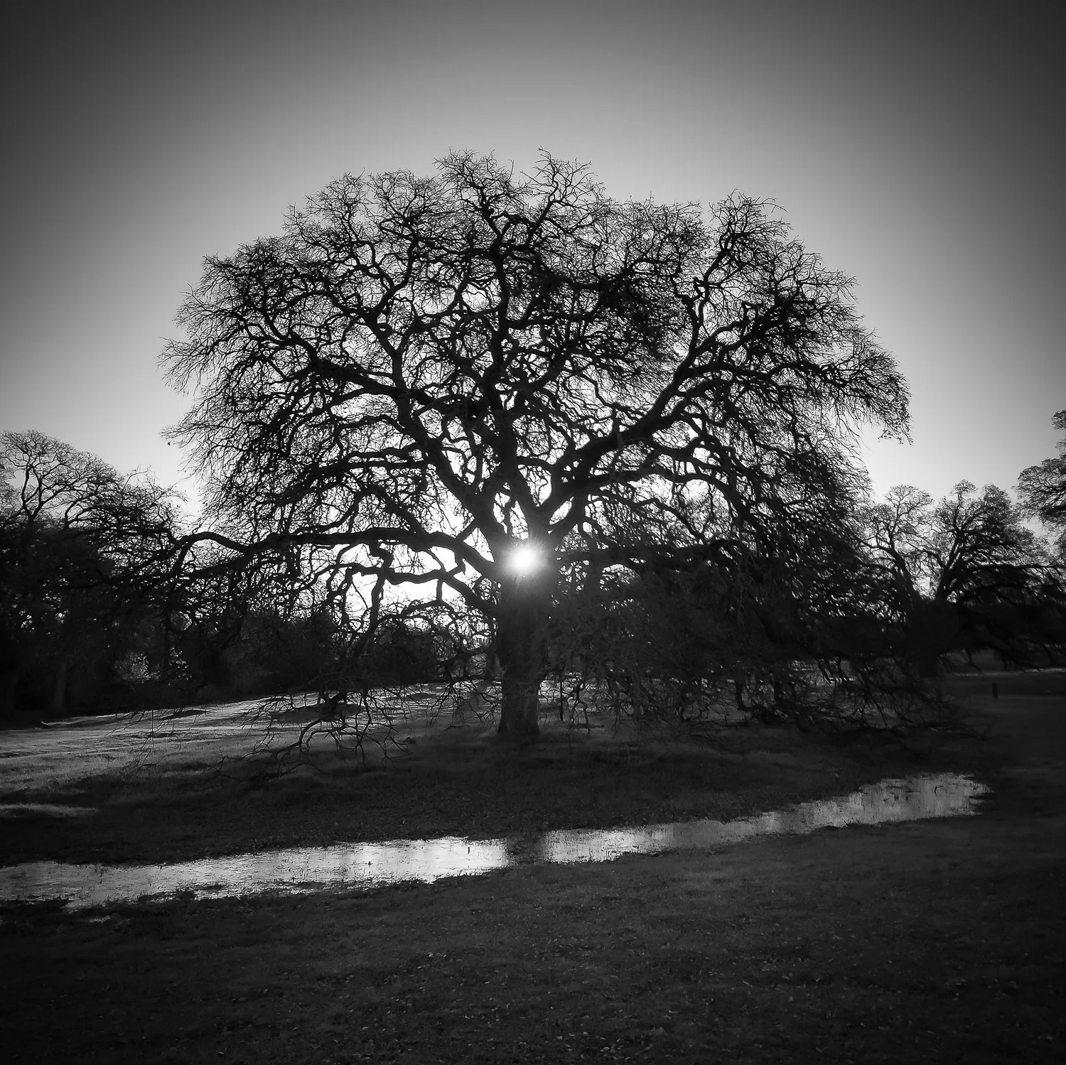 Rising Sun, Frozen Creek
