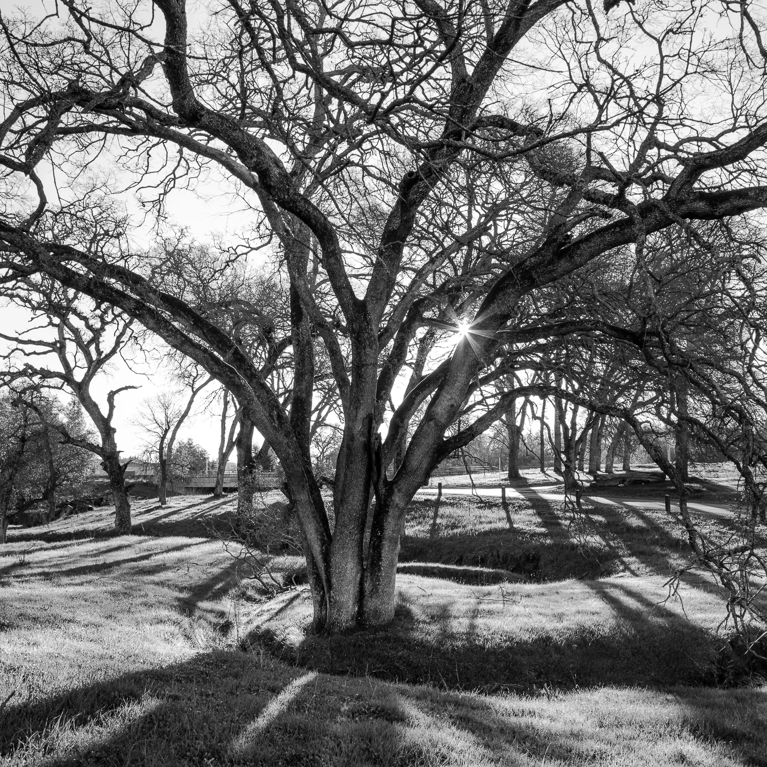 Winding Stream and Oak