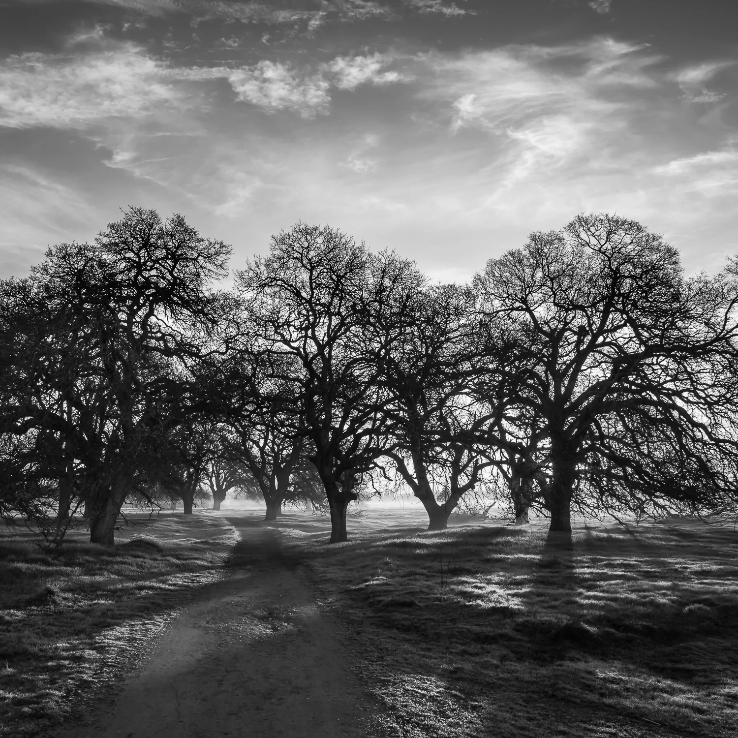 Path Through Oak Copse