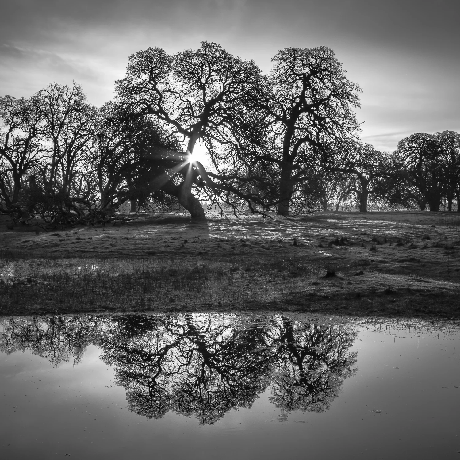 Ephemeral Wetland and Oaks