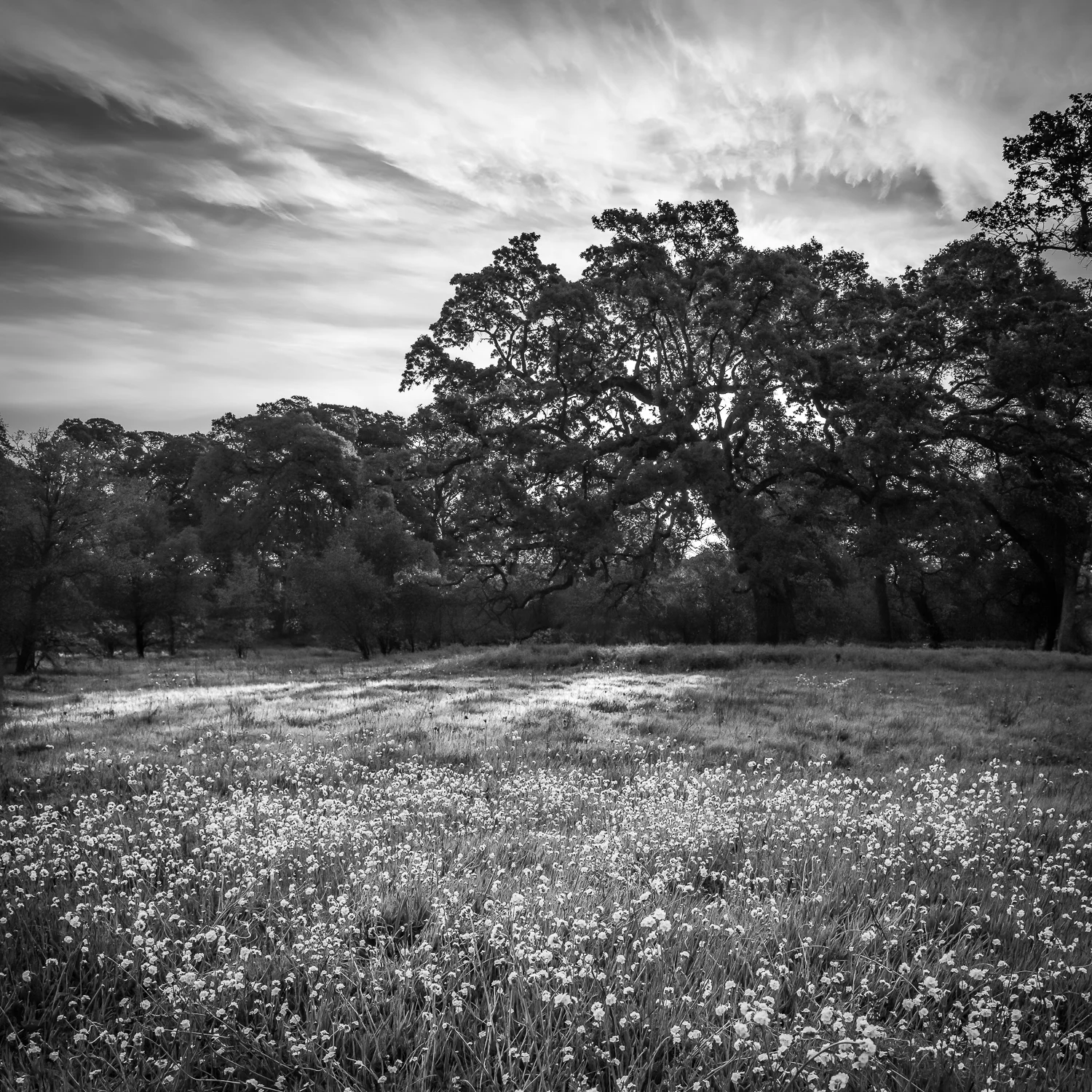 Wildflowers in Meadow