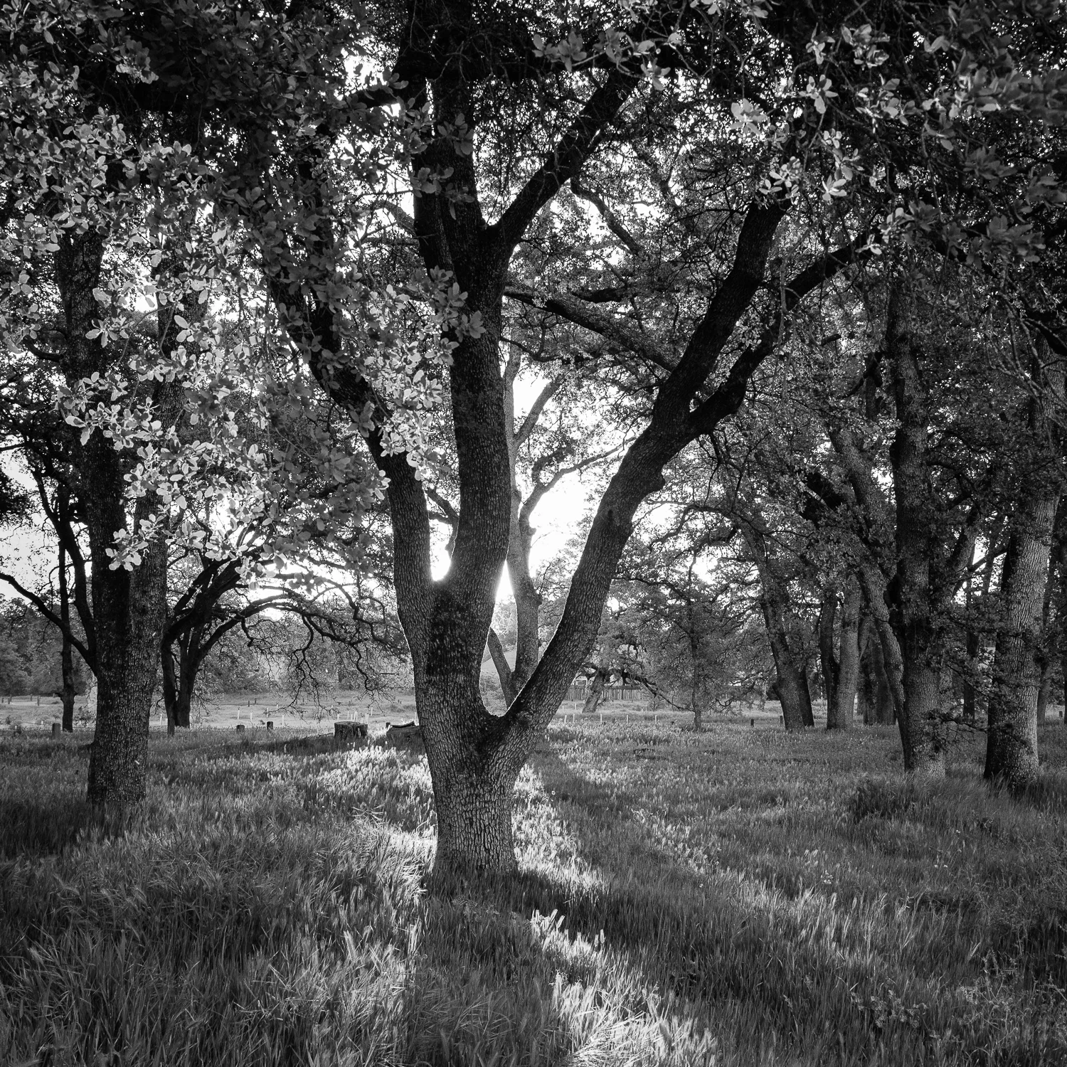 Morning Light Through Baby Oaks