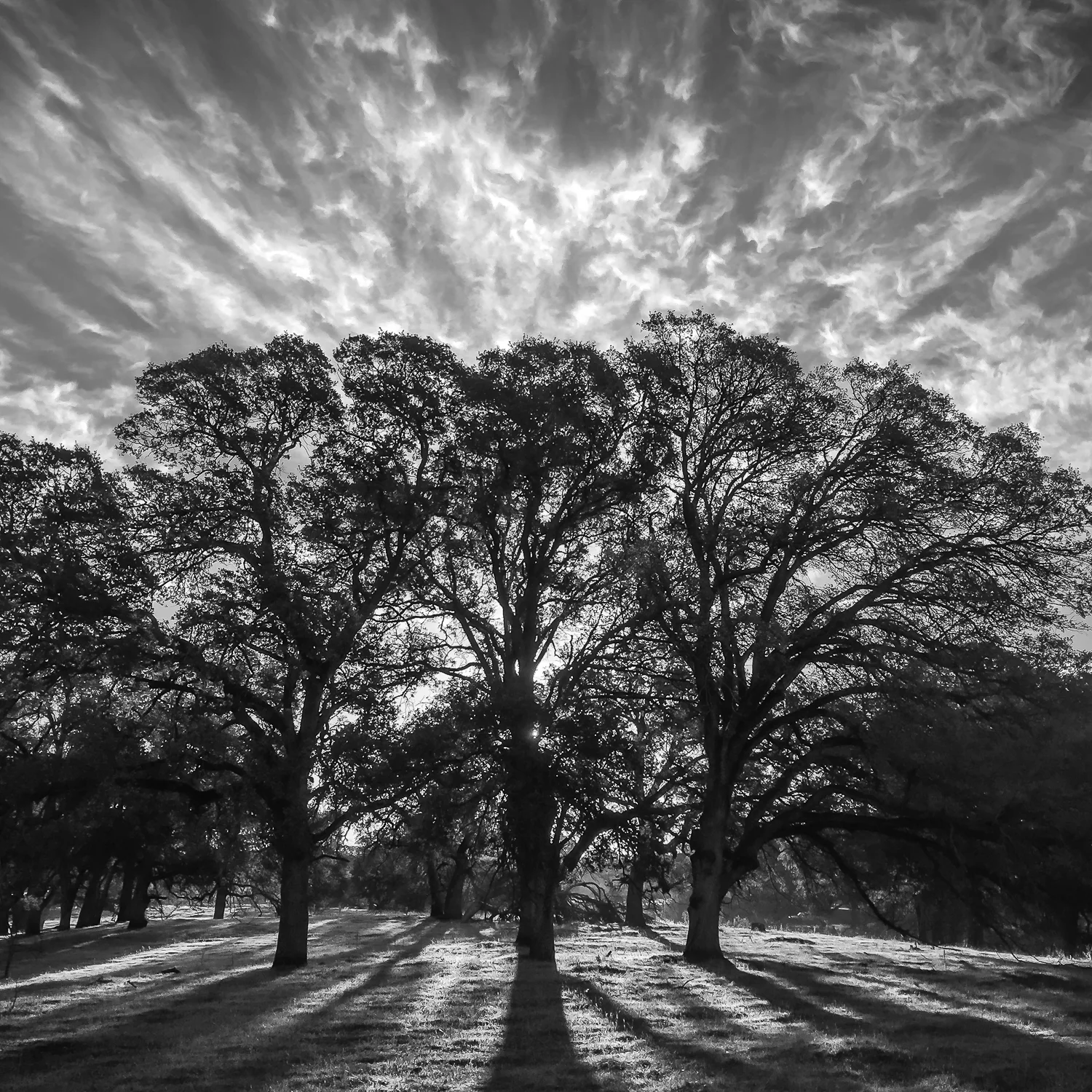 Three Oaks
