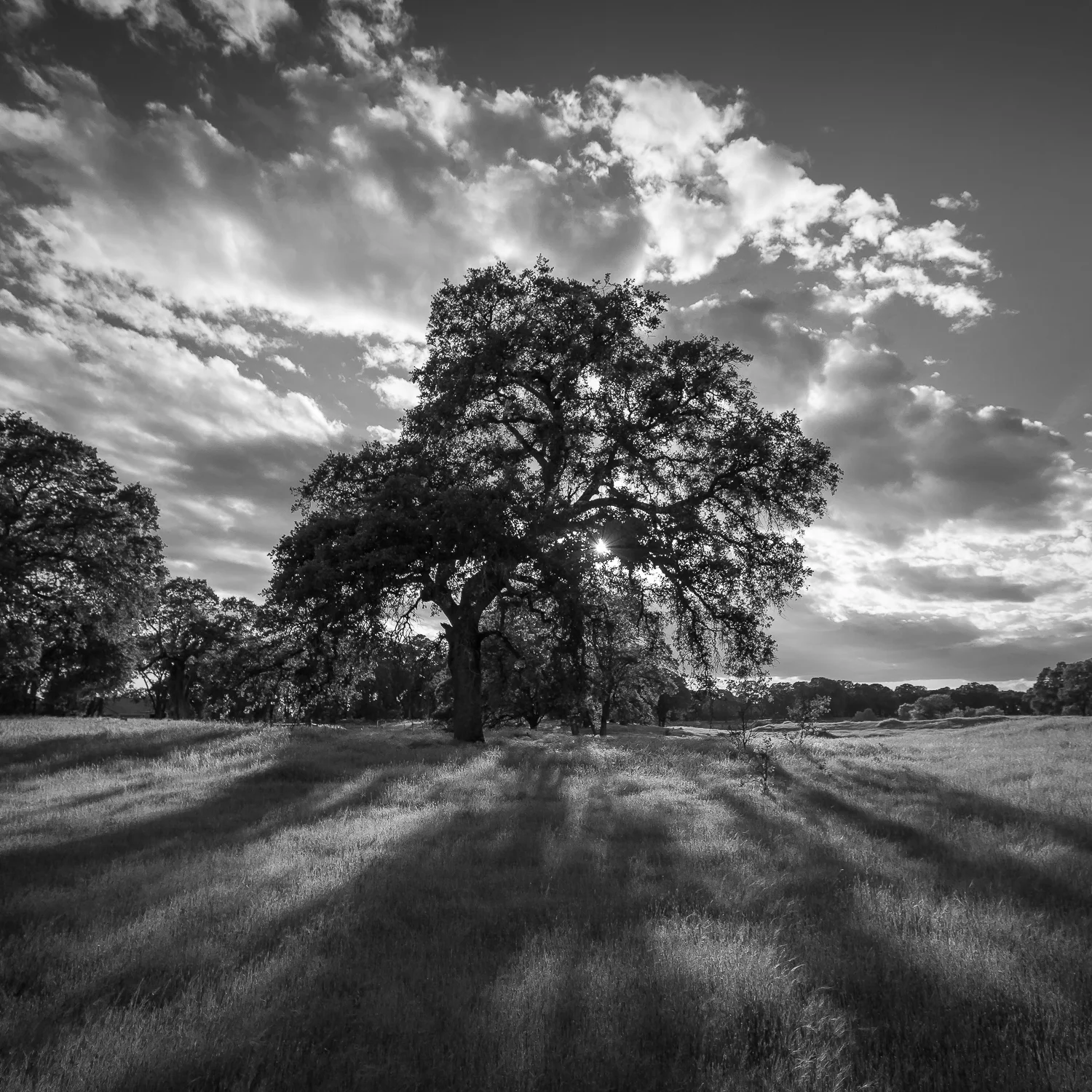 Evening at Pleasant Grove