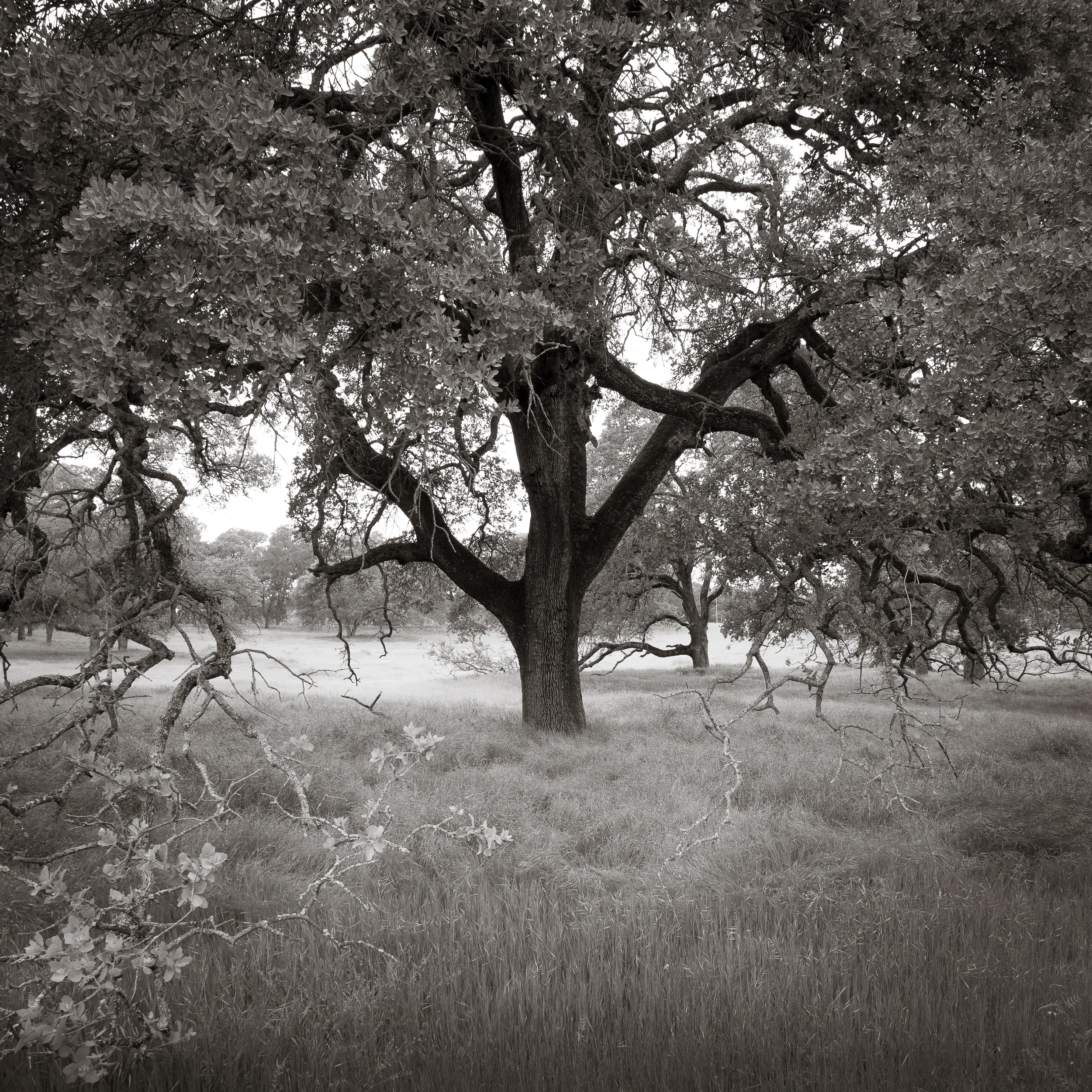 Springtime Oak and Meadow