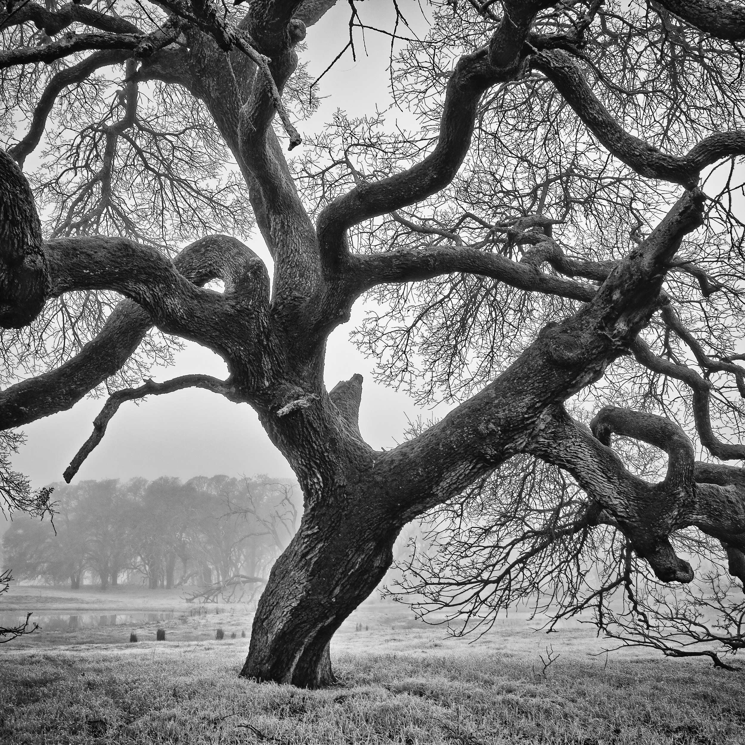Old_Oak_Tree.jpg