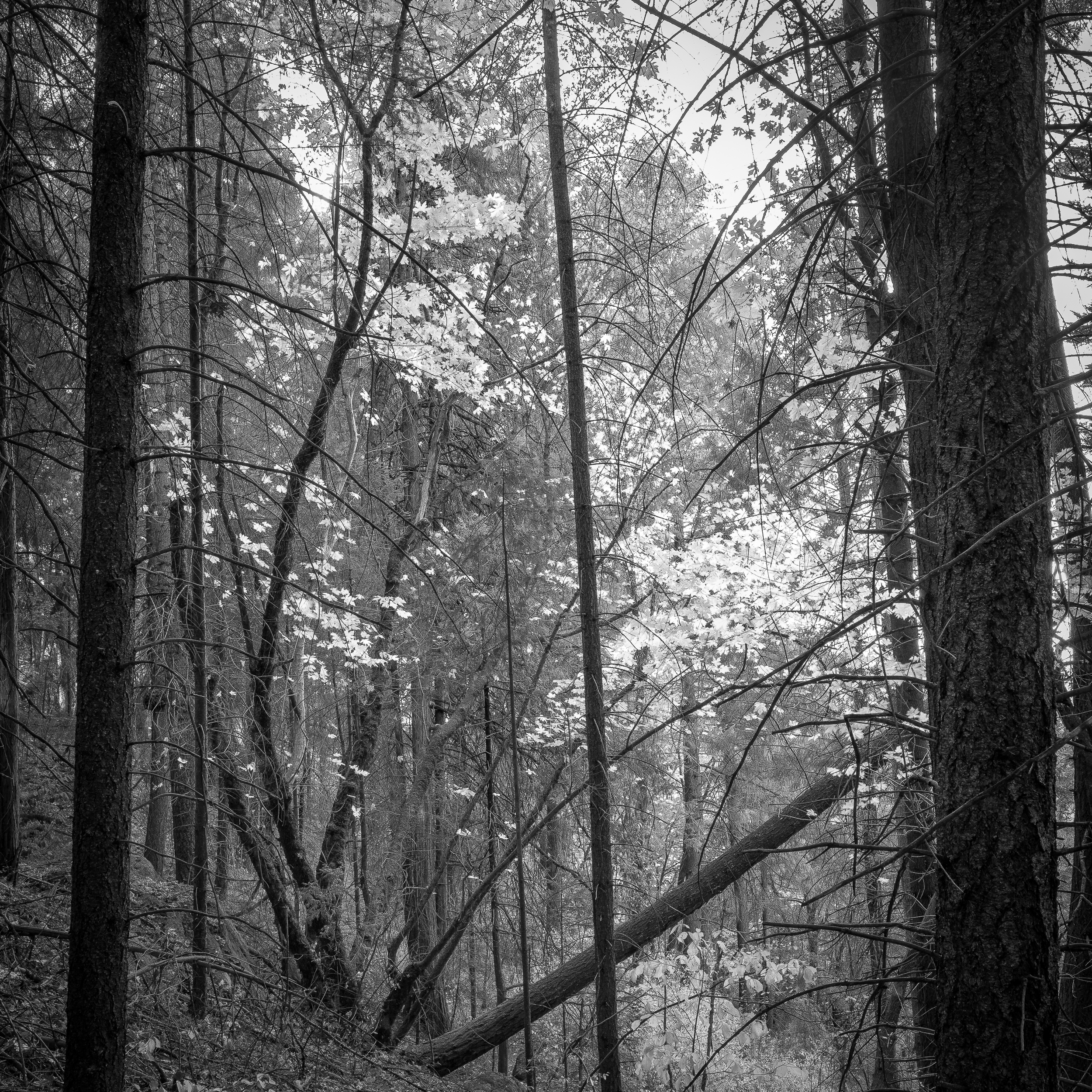 Big Leaf Maple, Study 2