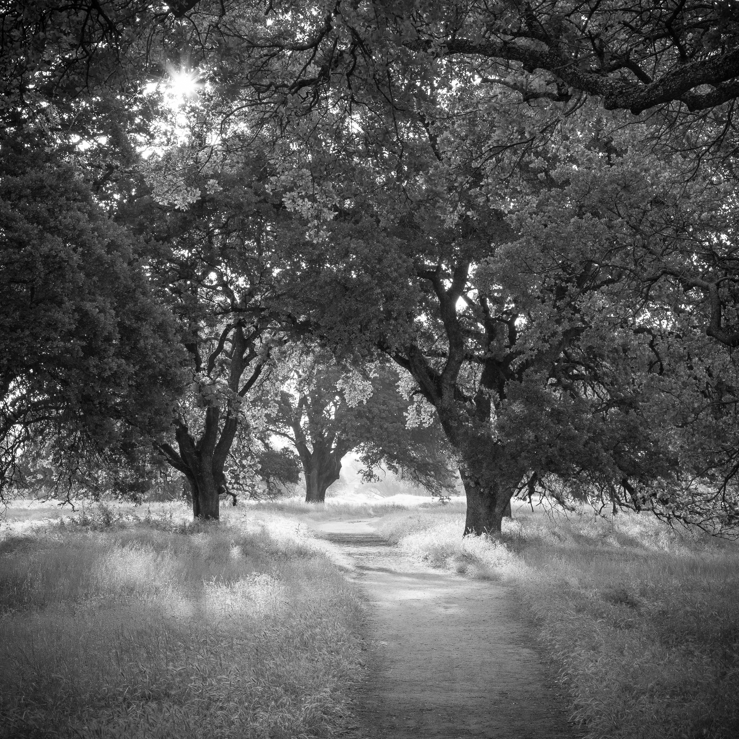 Path Through Oak Woodland II