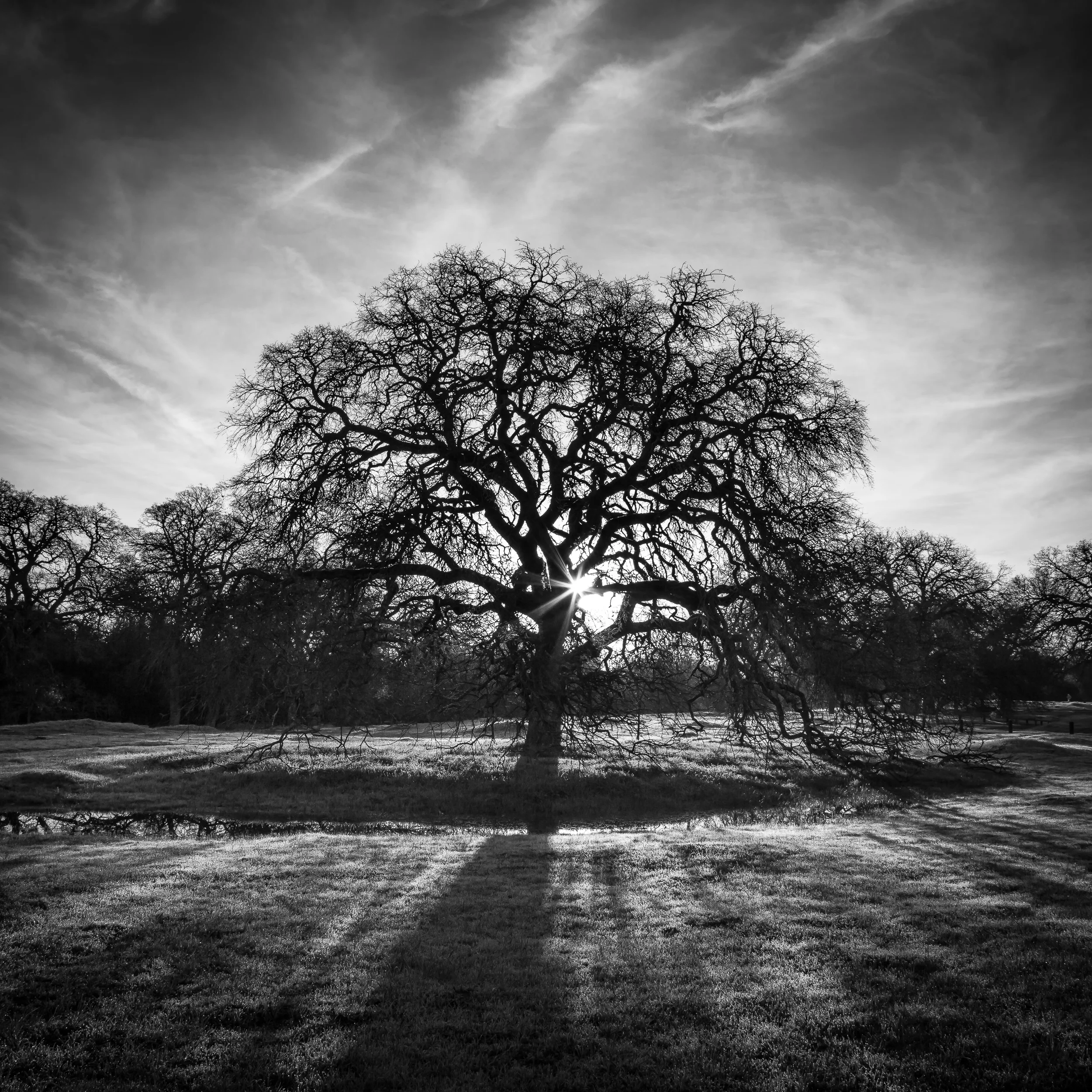 Valley Oak at Sunrise
