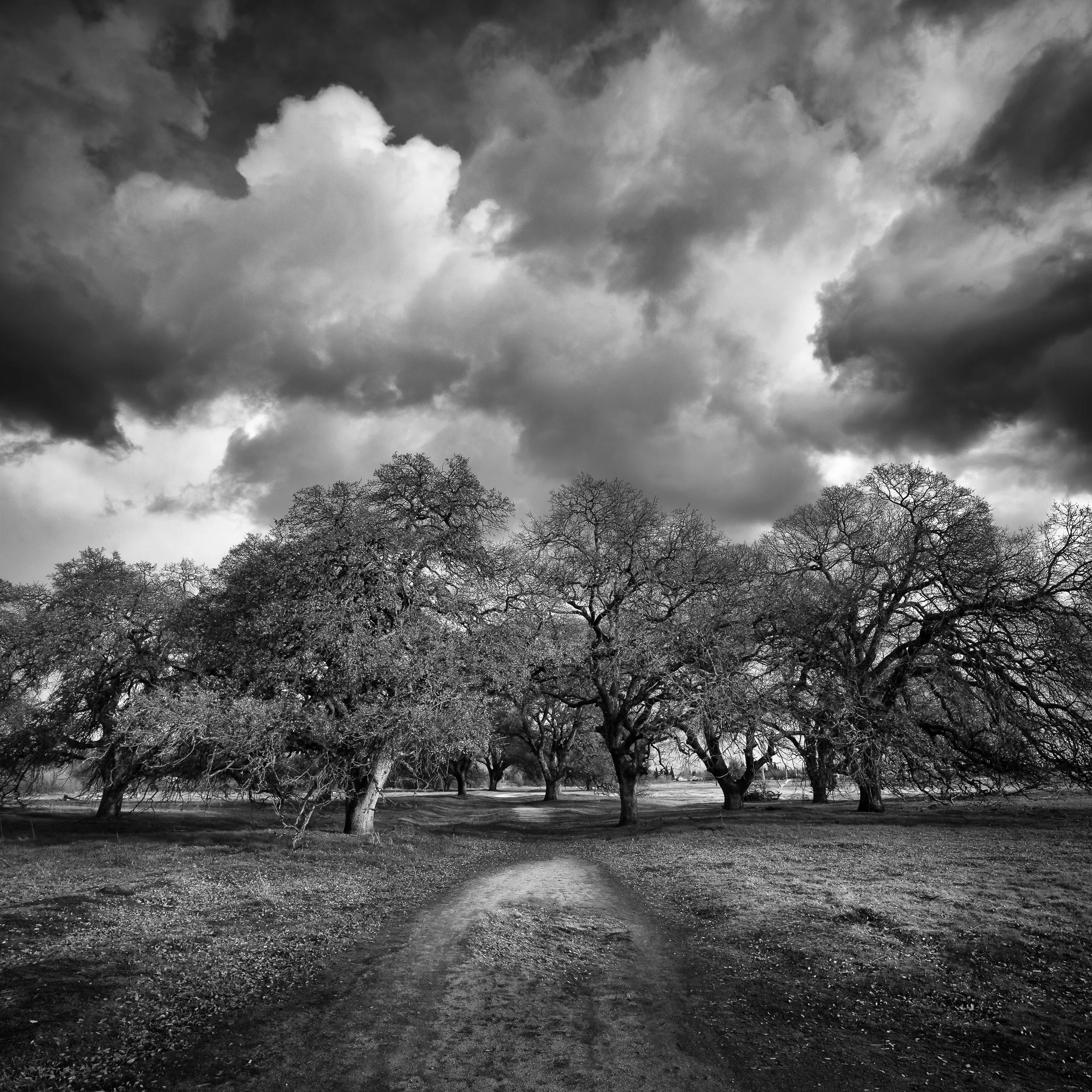 Storm Clouds Over Oak Copse