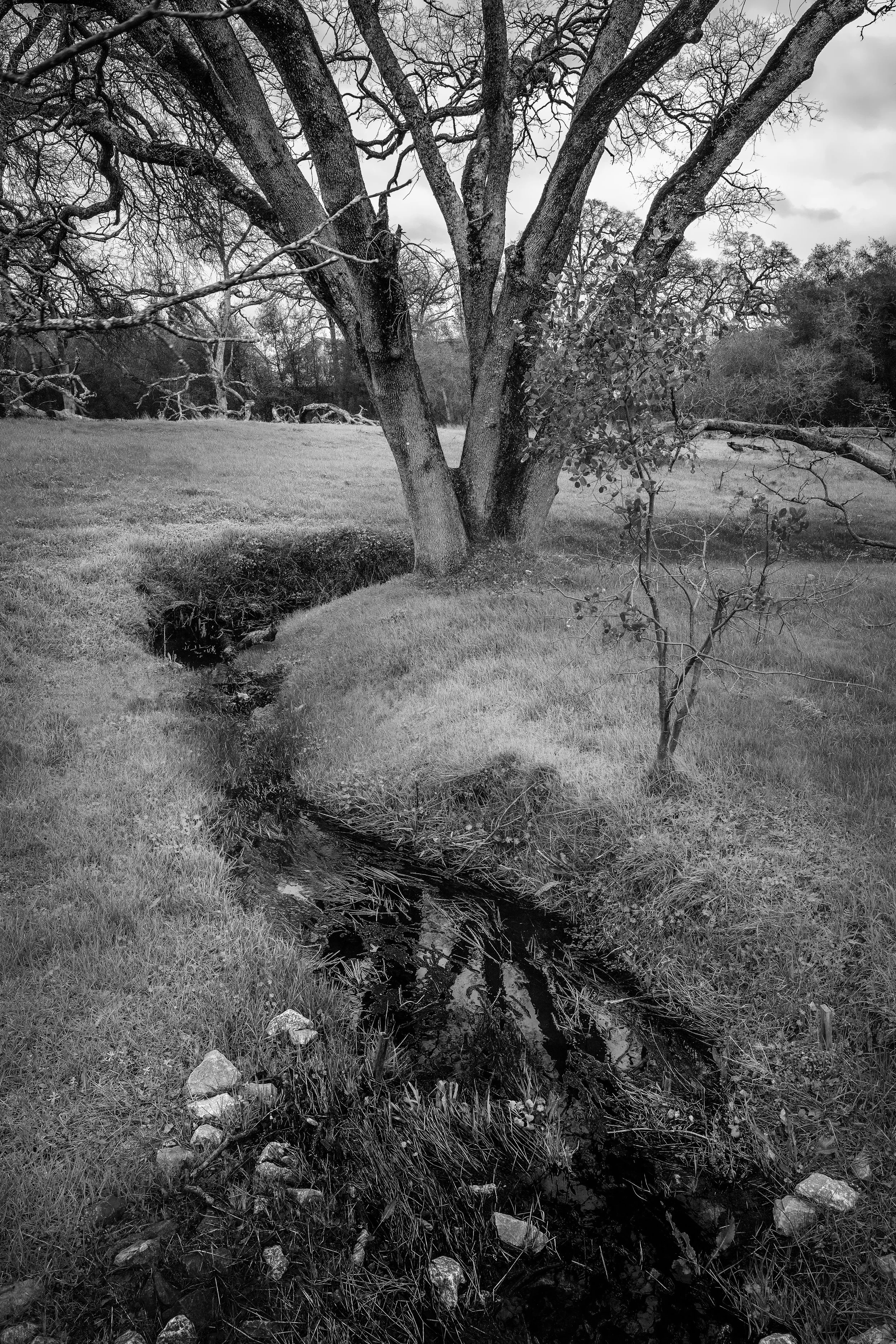 Triburaty to Branch Creek