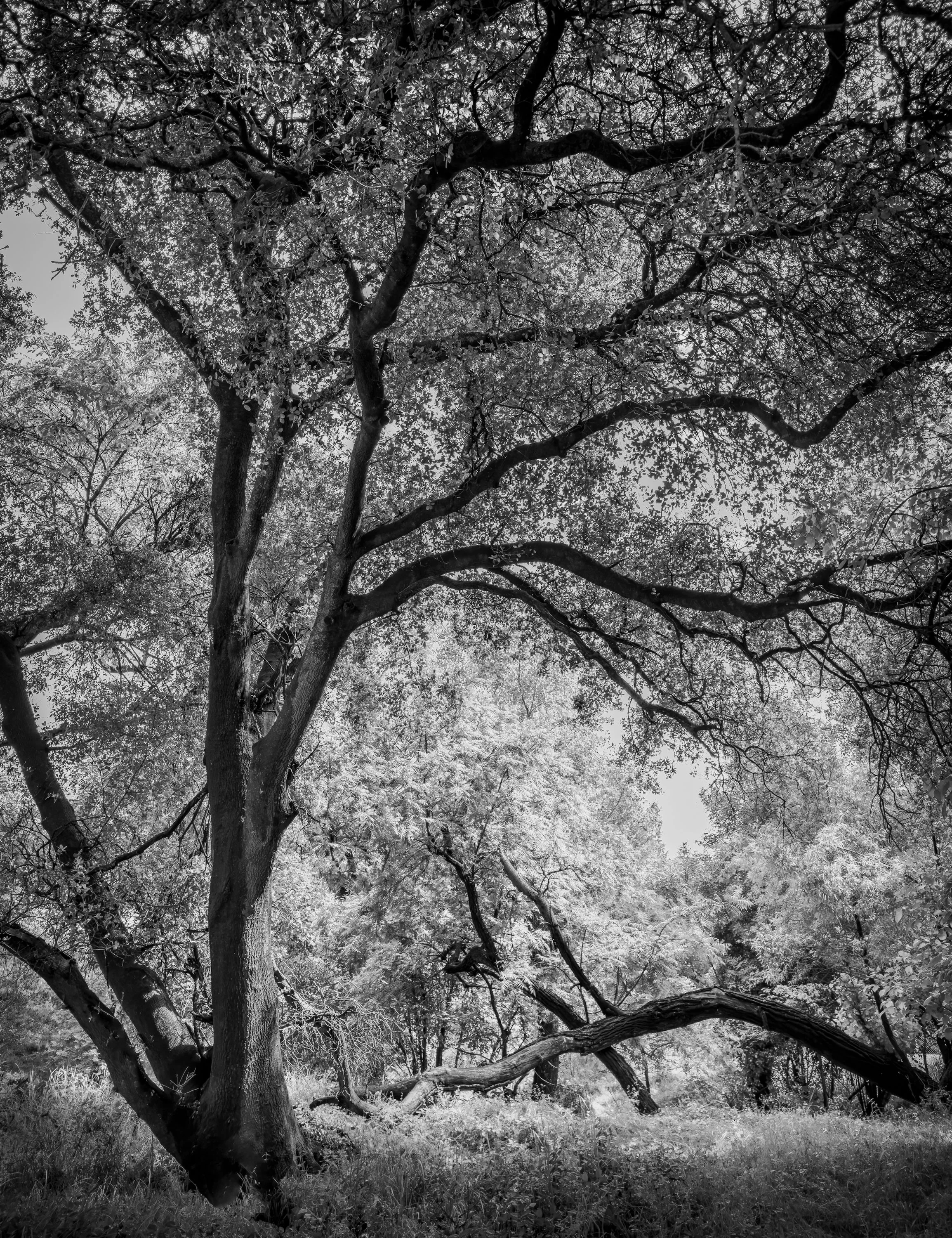 Coastal Live Oak on Dry Creek