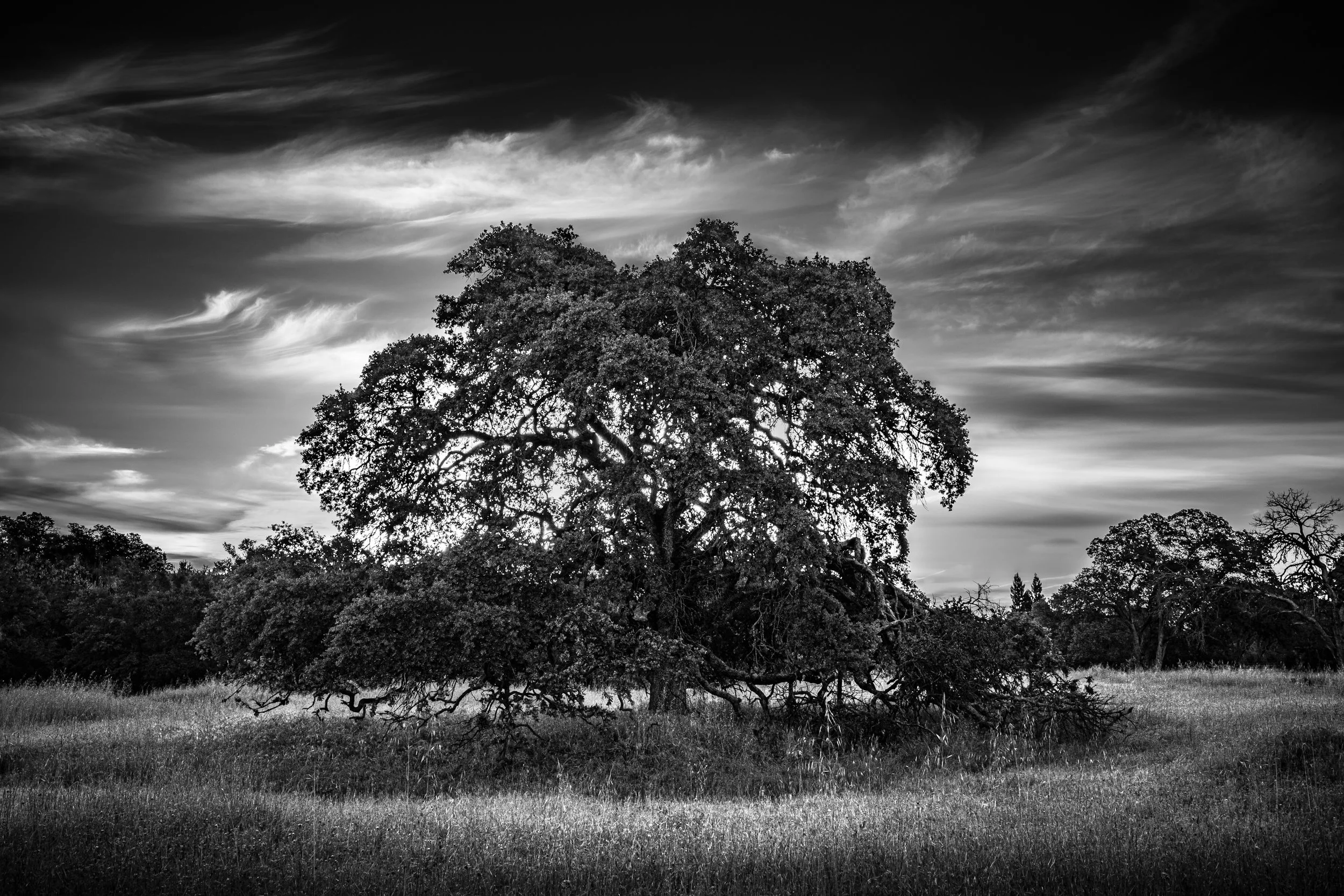 The Old Oak at Pleasant Grove