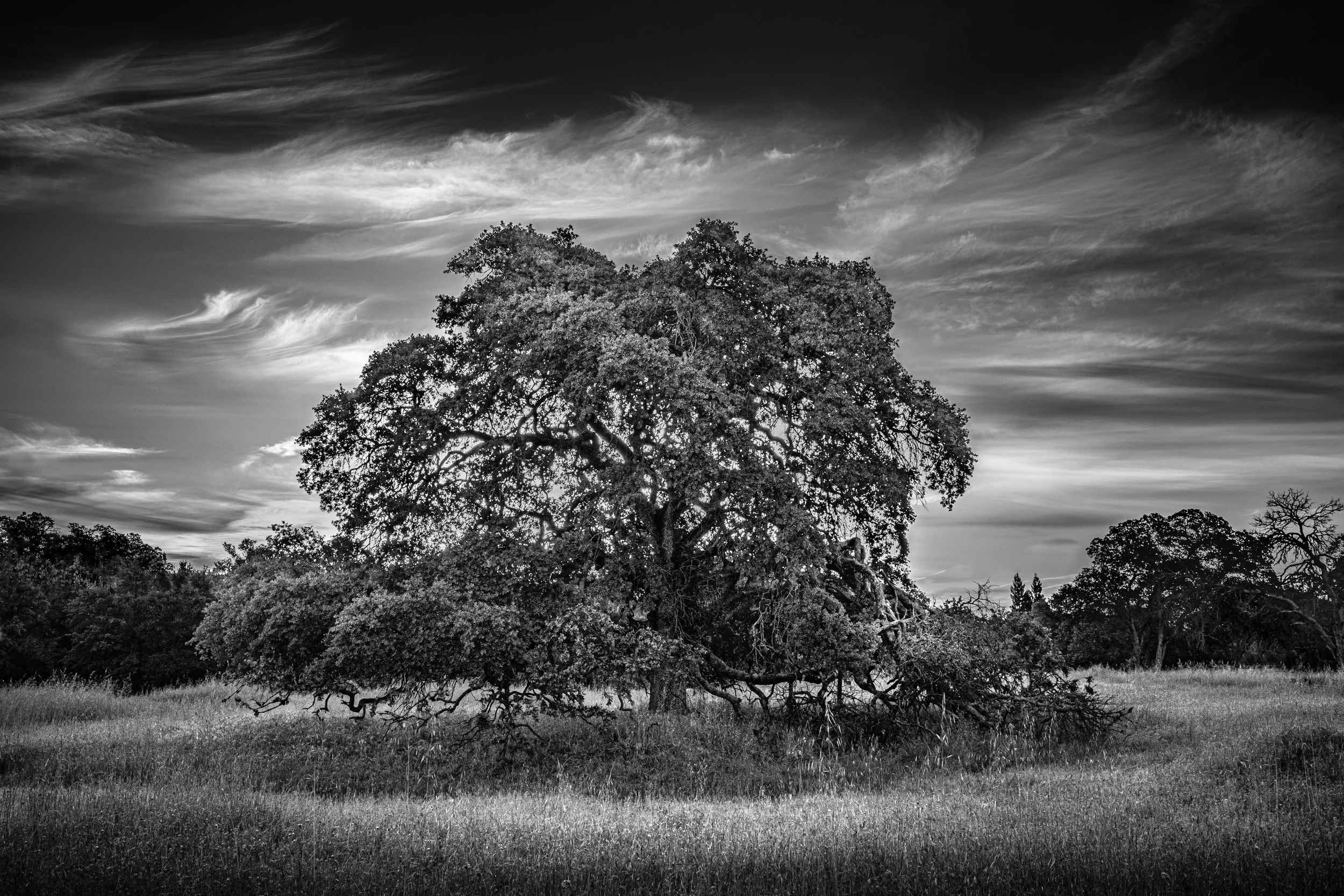 The Old Oak at Pleasant Grove