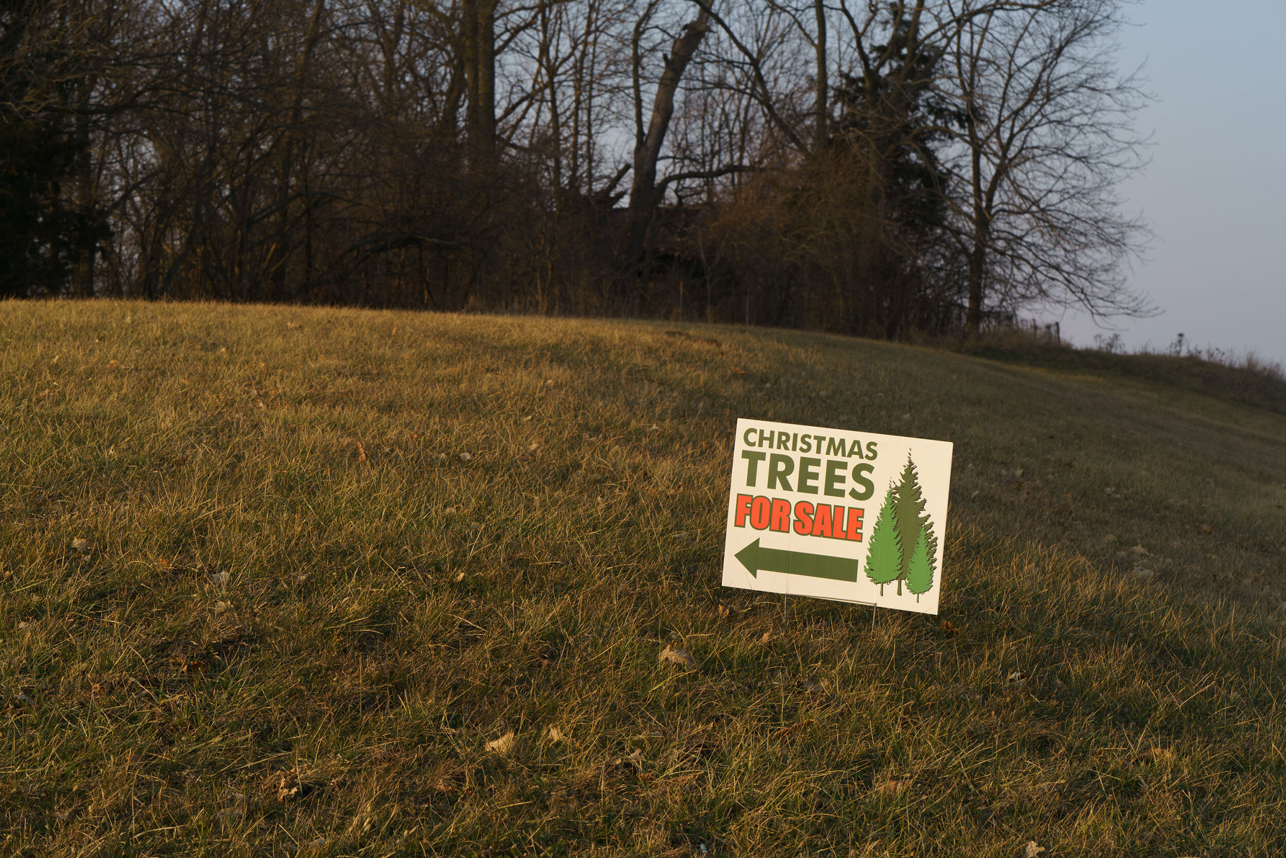  Dreamland Tree Farm has been open for 39 years. Patience is essential, it takes 6 years to grow a tree for sale. 