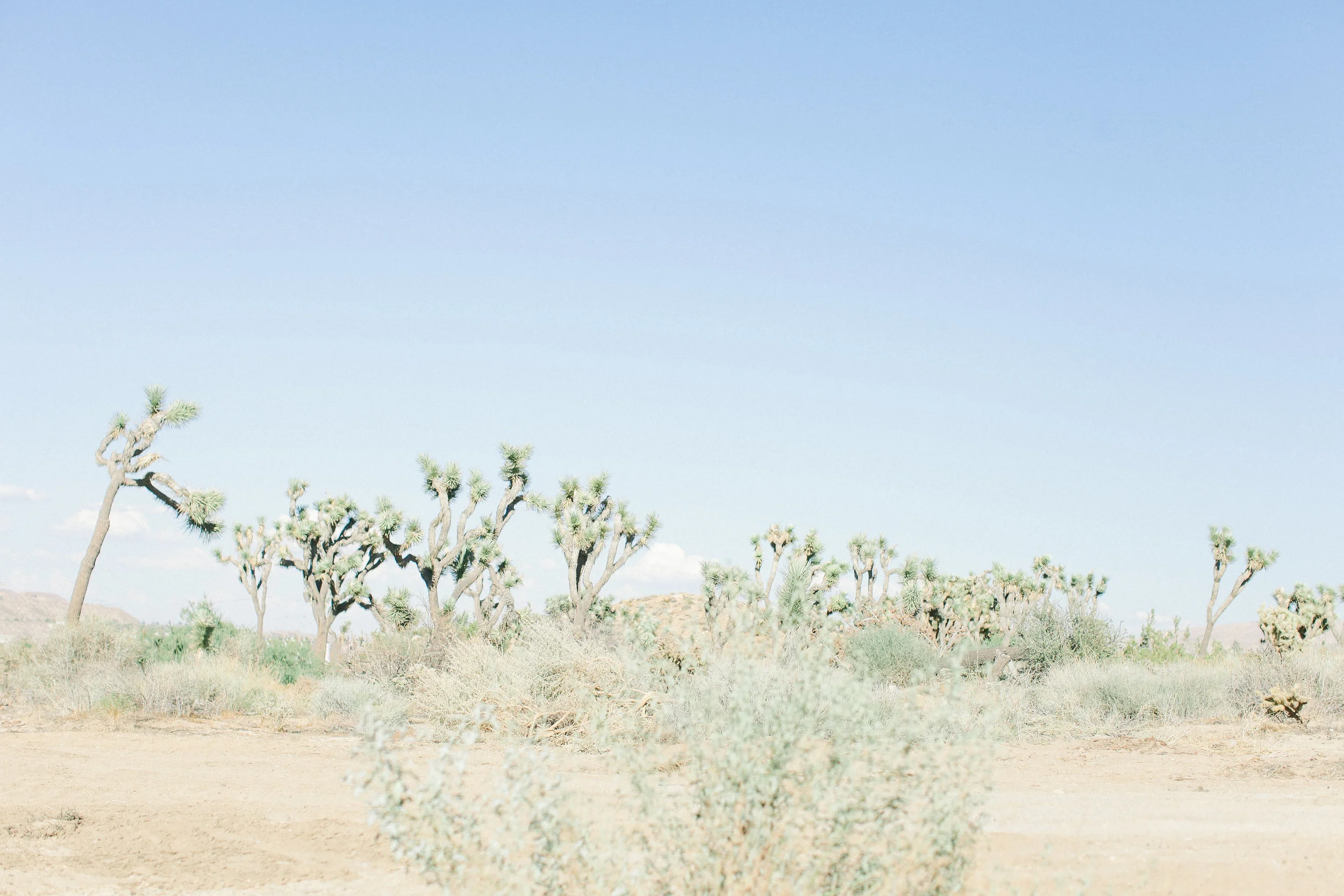 desert_print_2_.JPG