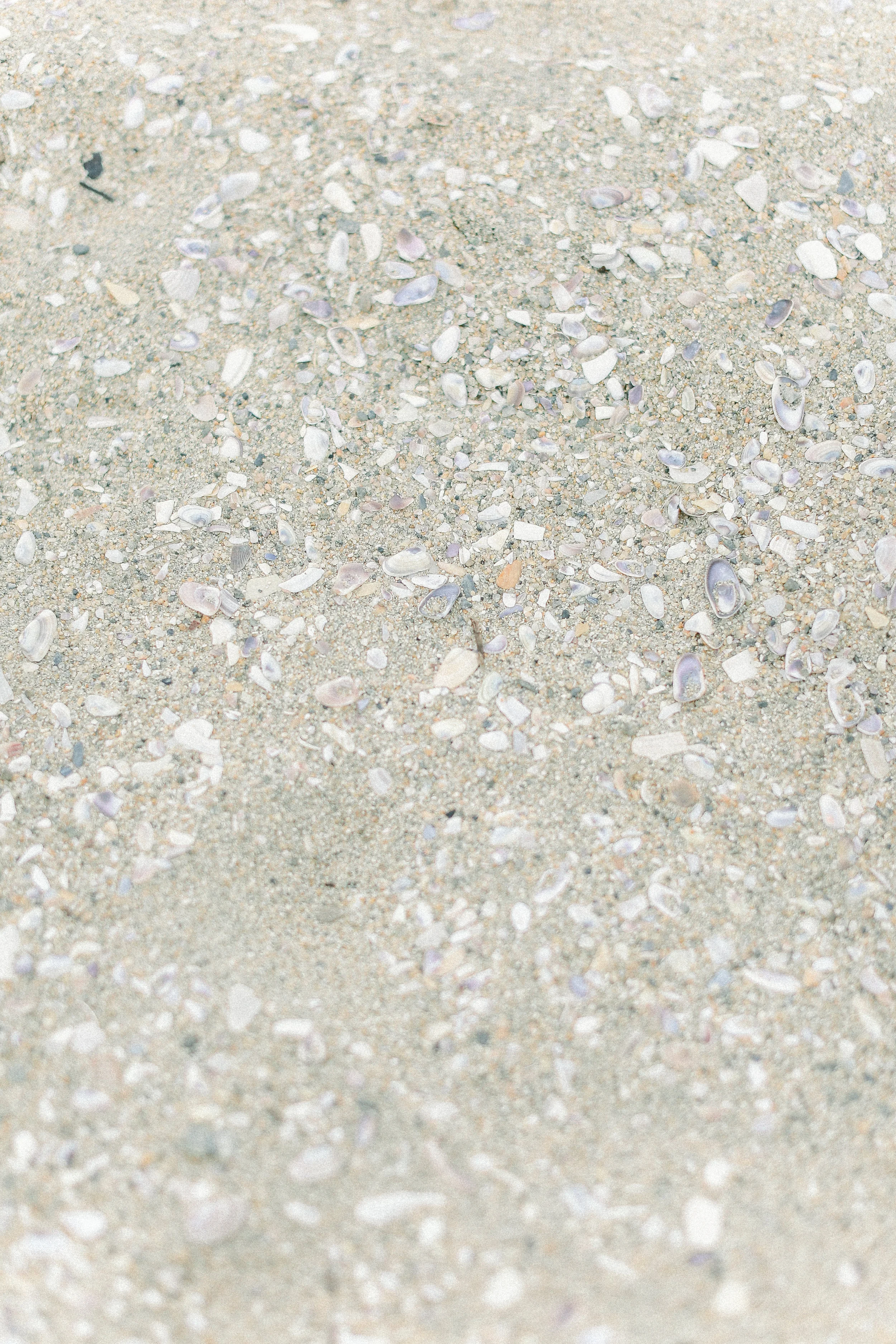 seashell_Cori_Kleckner_photography .JPG