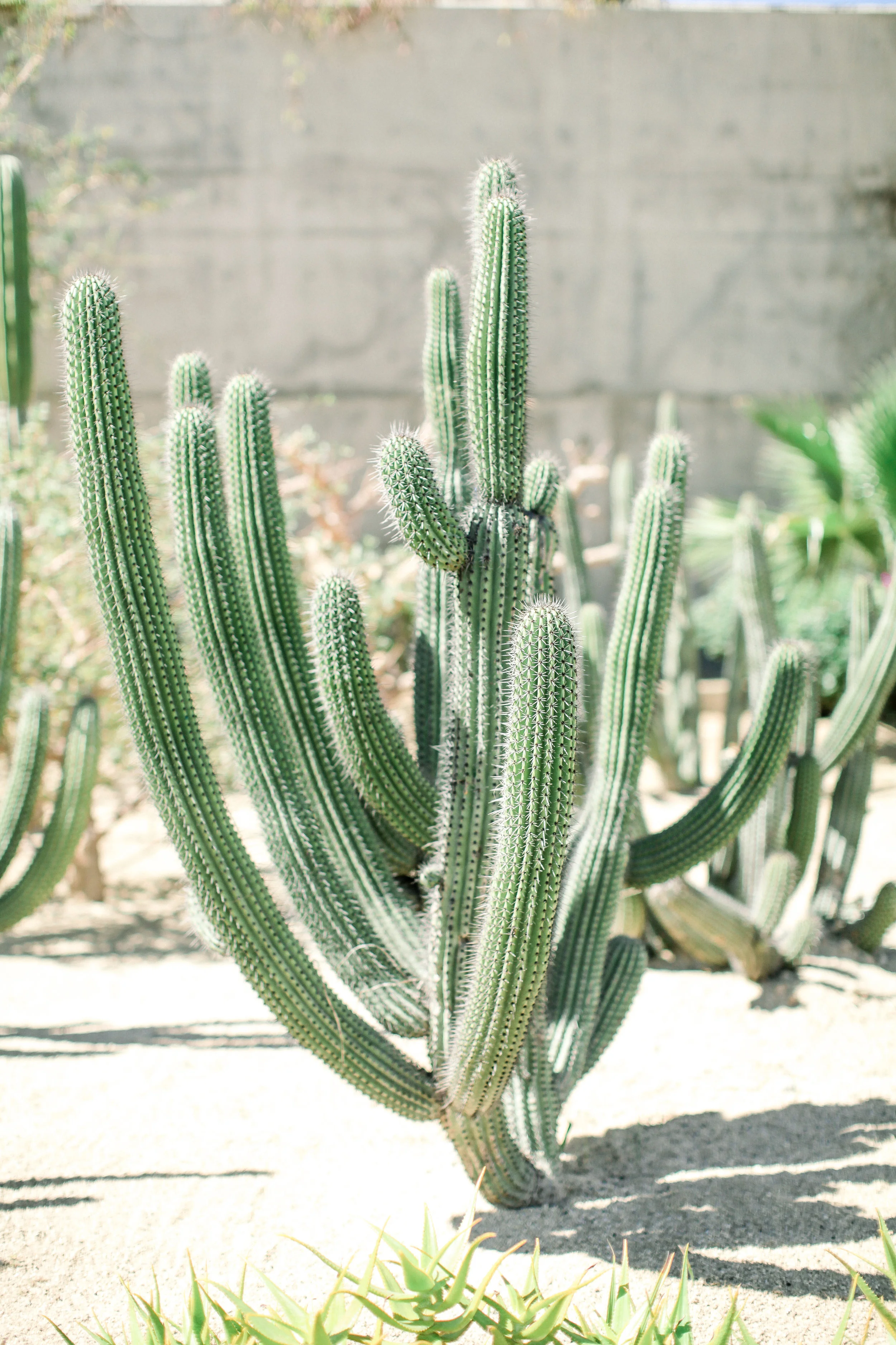 Cori-Kleckner-Photography- MEXICO1-316.JPG