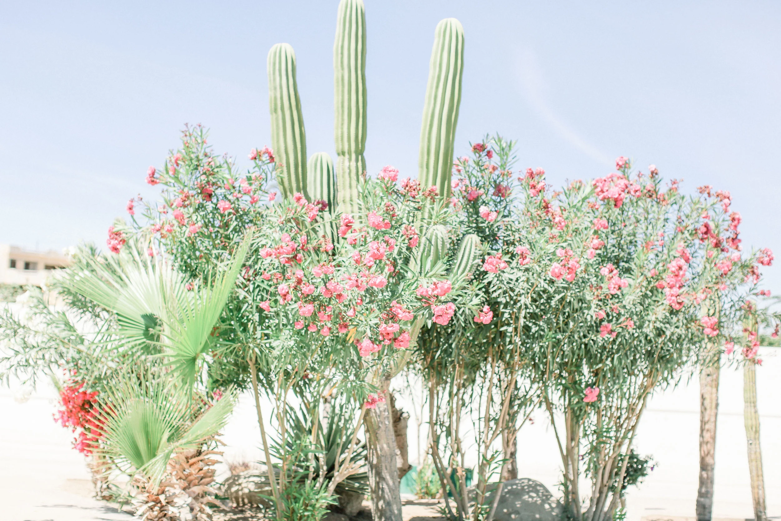 Cori-Kleckner-Photography- MEXICO1-344.JPG