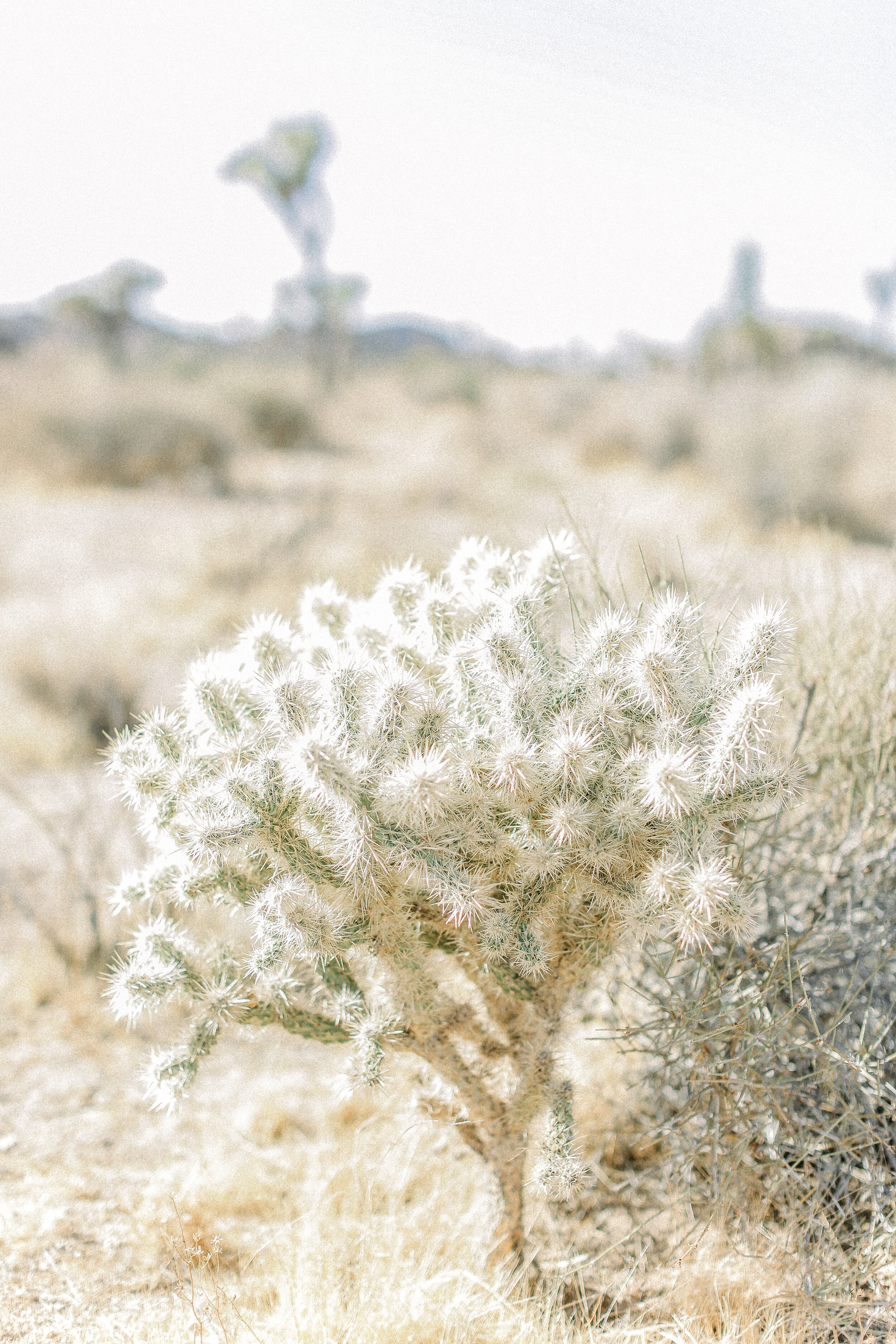 Cori-Kleckner-Photography- Joshua Tree National Park 1-86.JPG