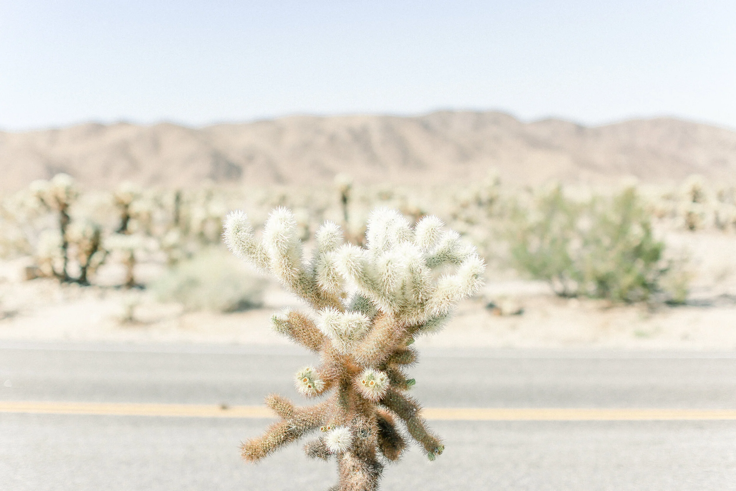 Kleckner_Photography- Orange_County_photographer_Joshua_Tree_Desert_Prints_5.JPG
