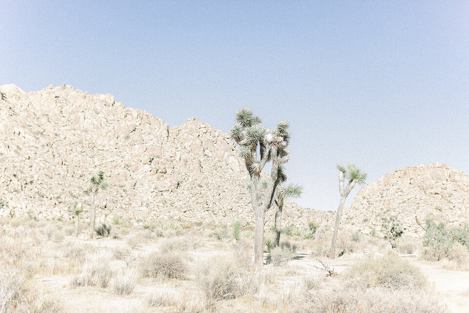 Cori-Kleckner-Photography- Joshua Tree National Park 1-82 copy.JPG