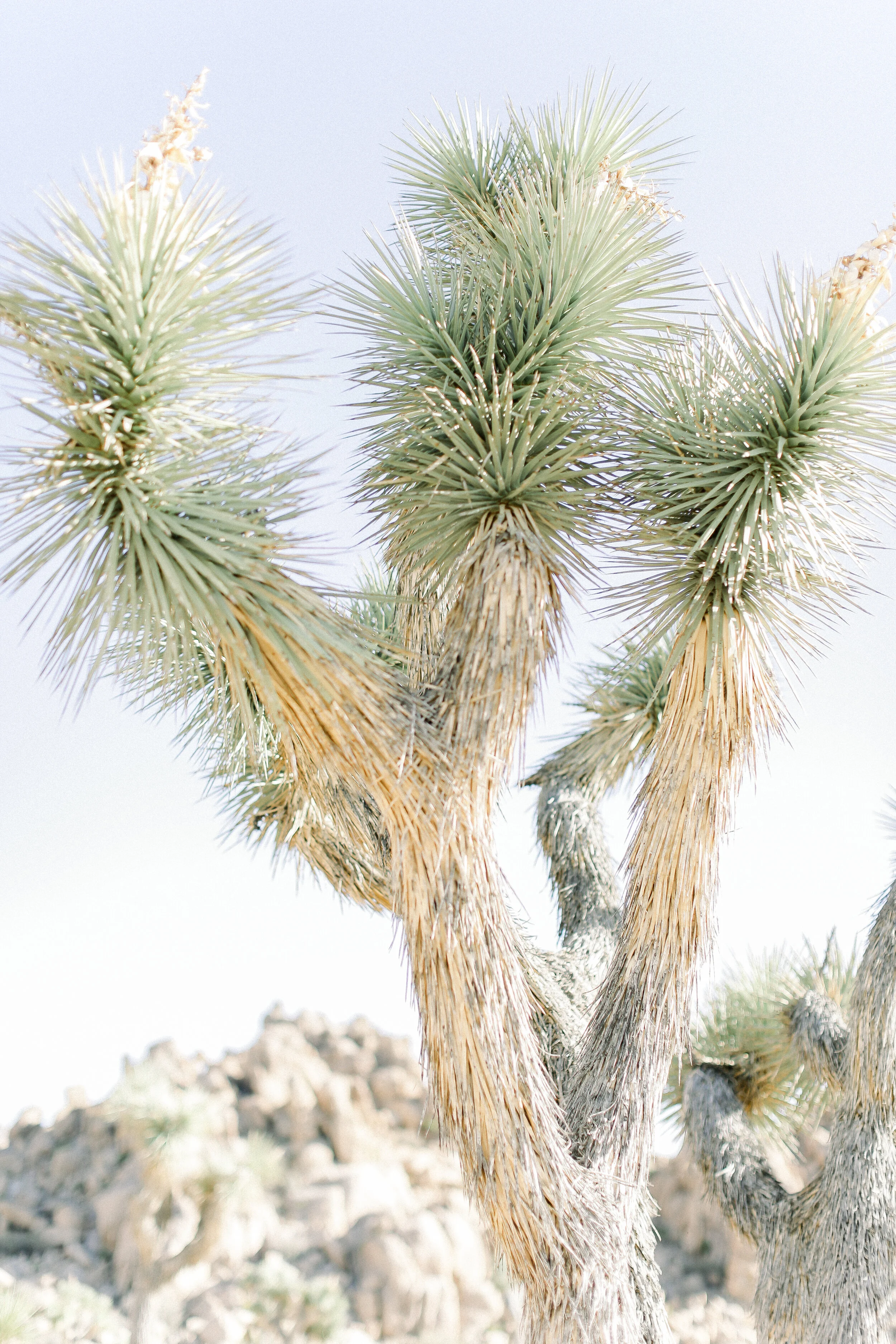 Cori-Kleckner-Photography- Joshua Tree National Park 1-77.JPG