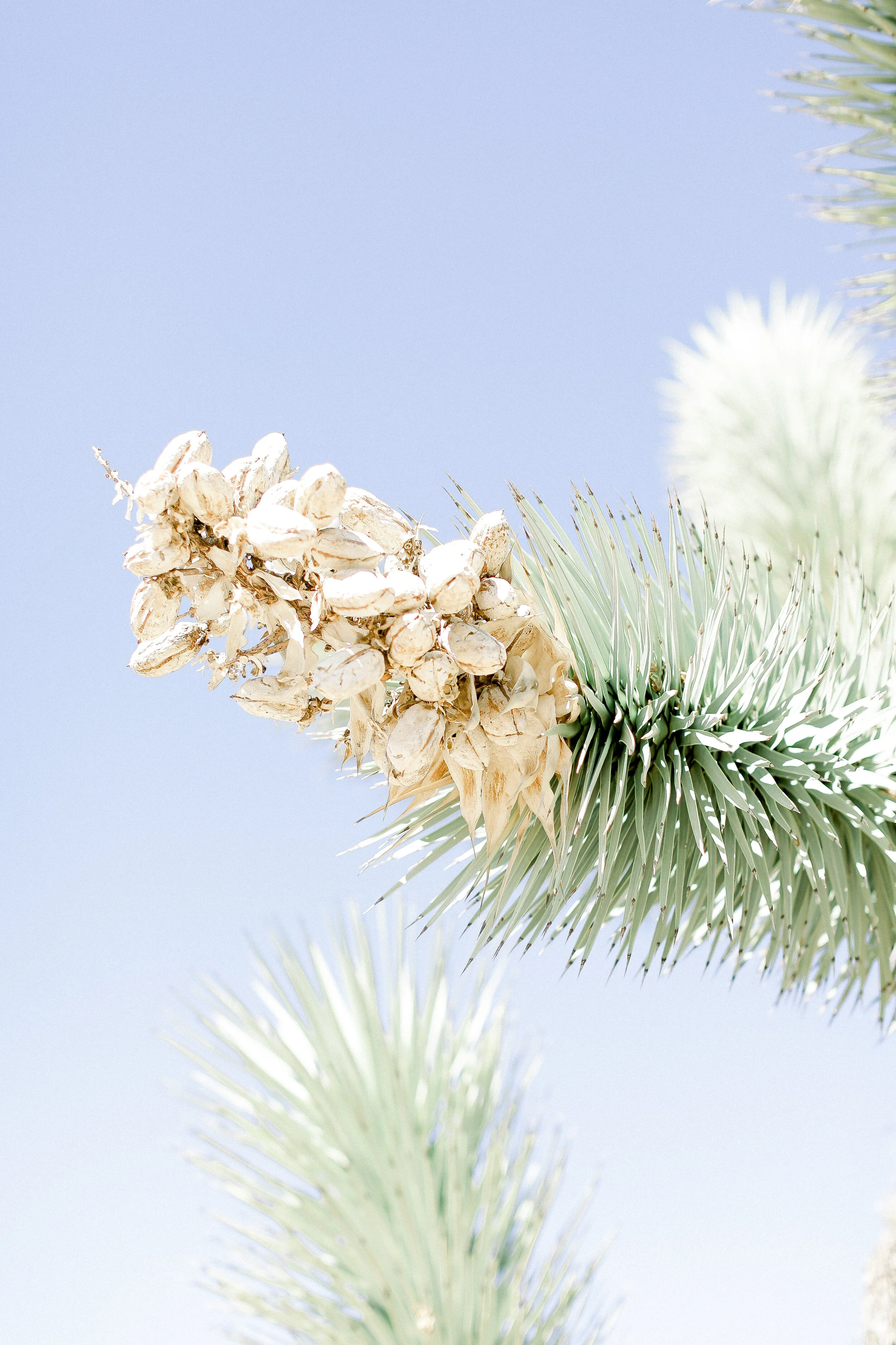 Kleckner_Photography- Orange_County_photographer_Joshua_Tree_Desert_Prints_16.JPG