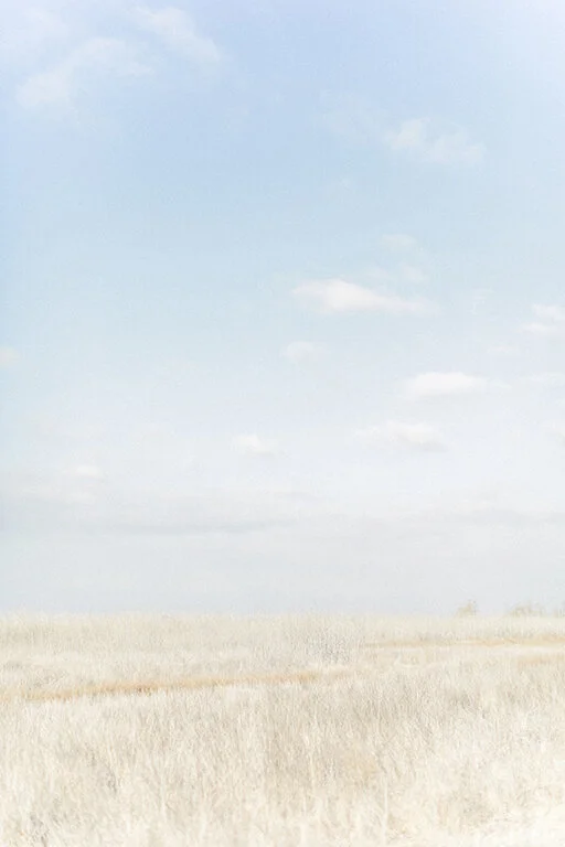 golden_fields_print_1_Re-sized_web.jpg