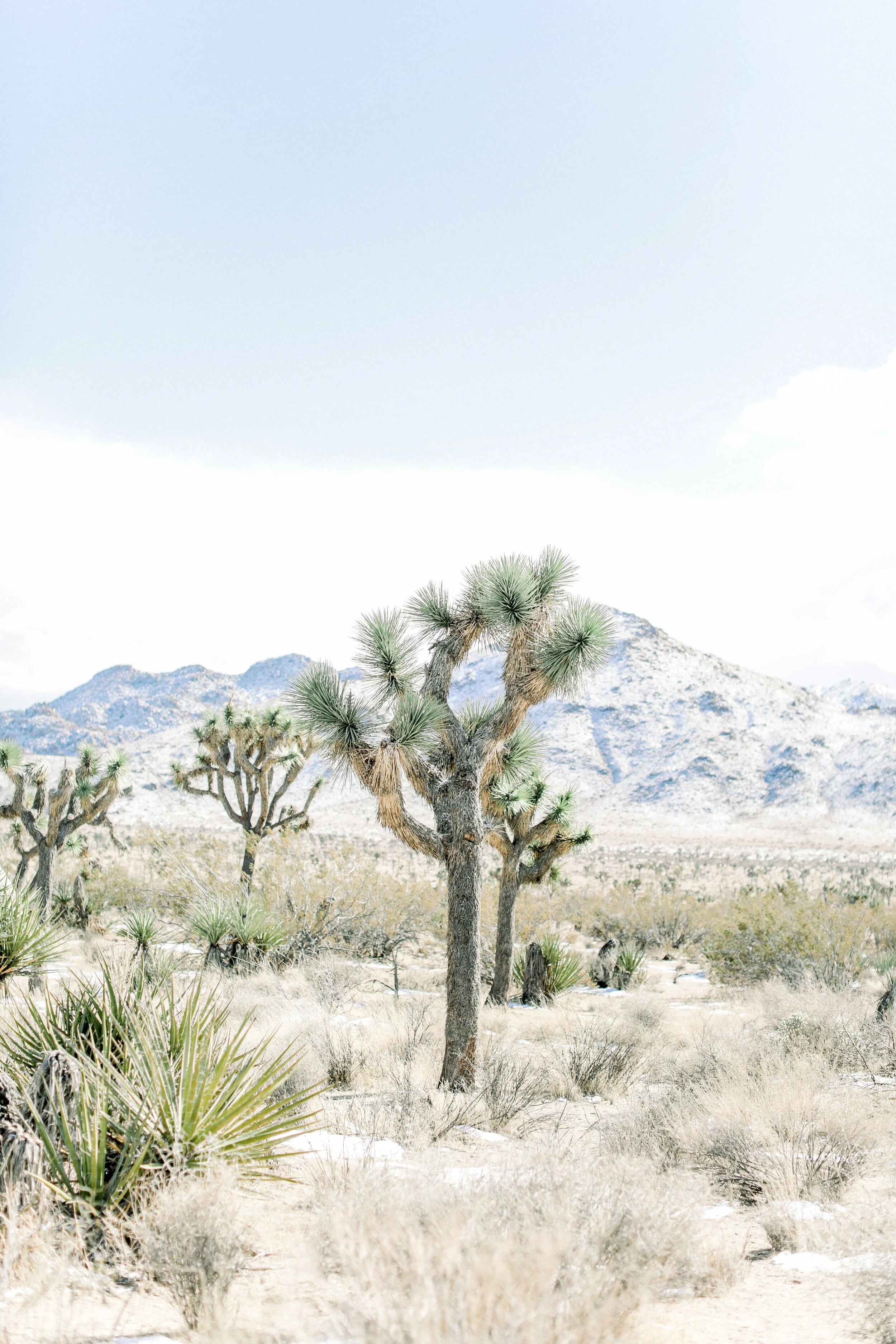 Joshua_tree_Winter_print_.JPG