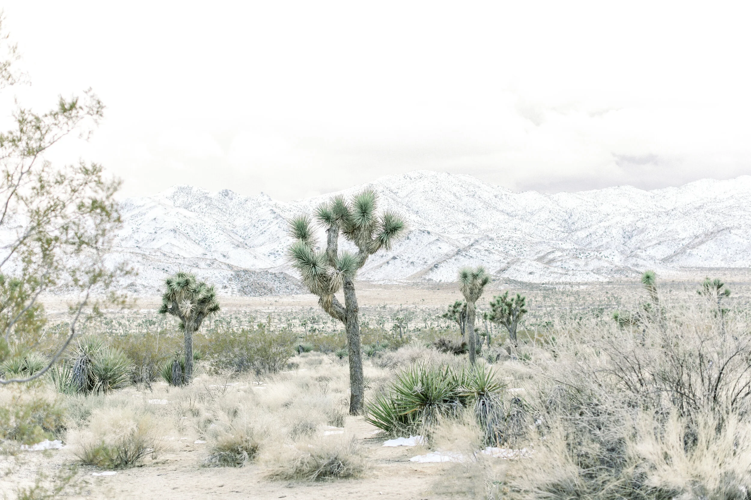 Snowcap_mountains_Joshua_Tree_Print.JPG
