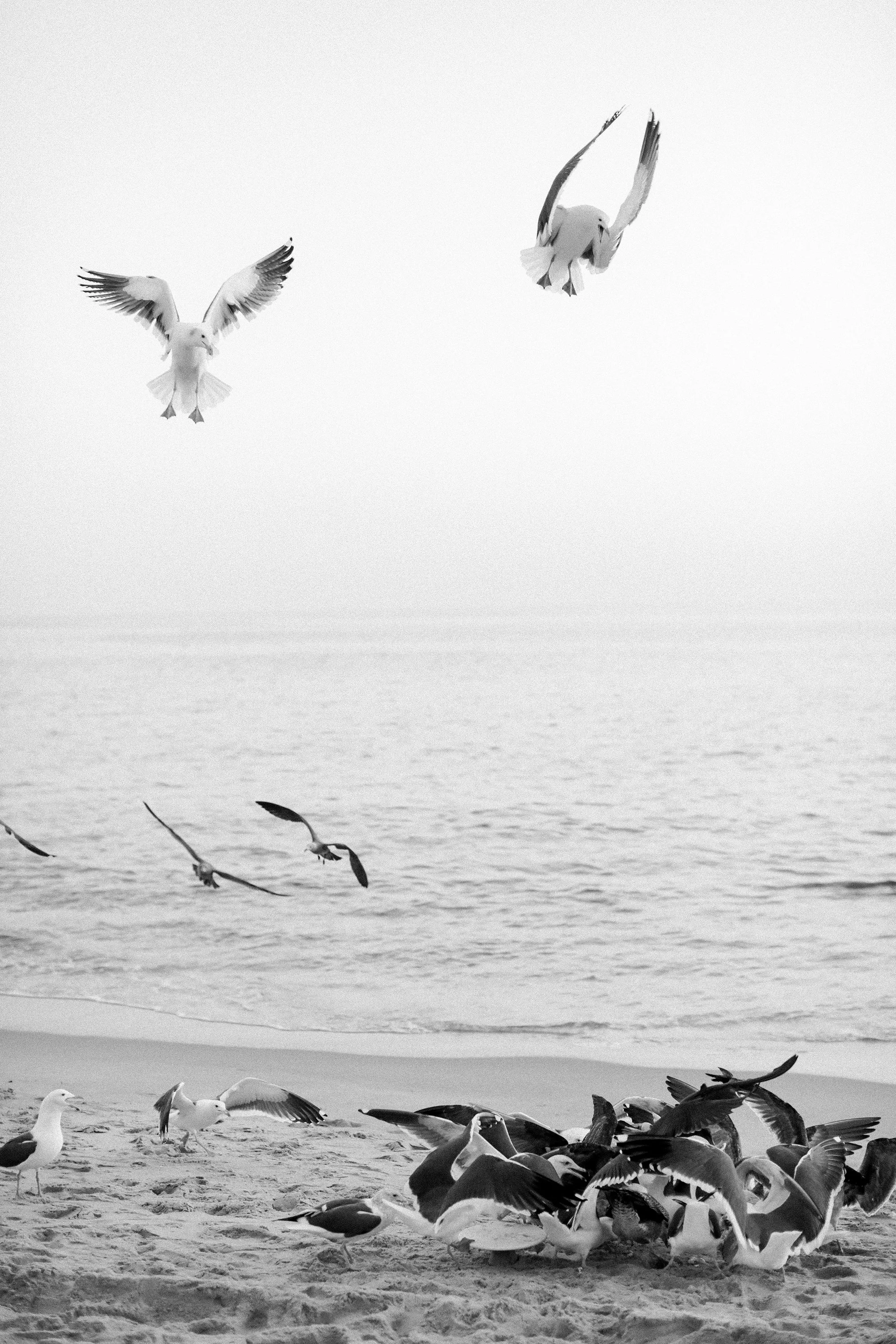 rutheless-seagulls--356.jpg