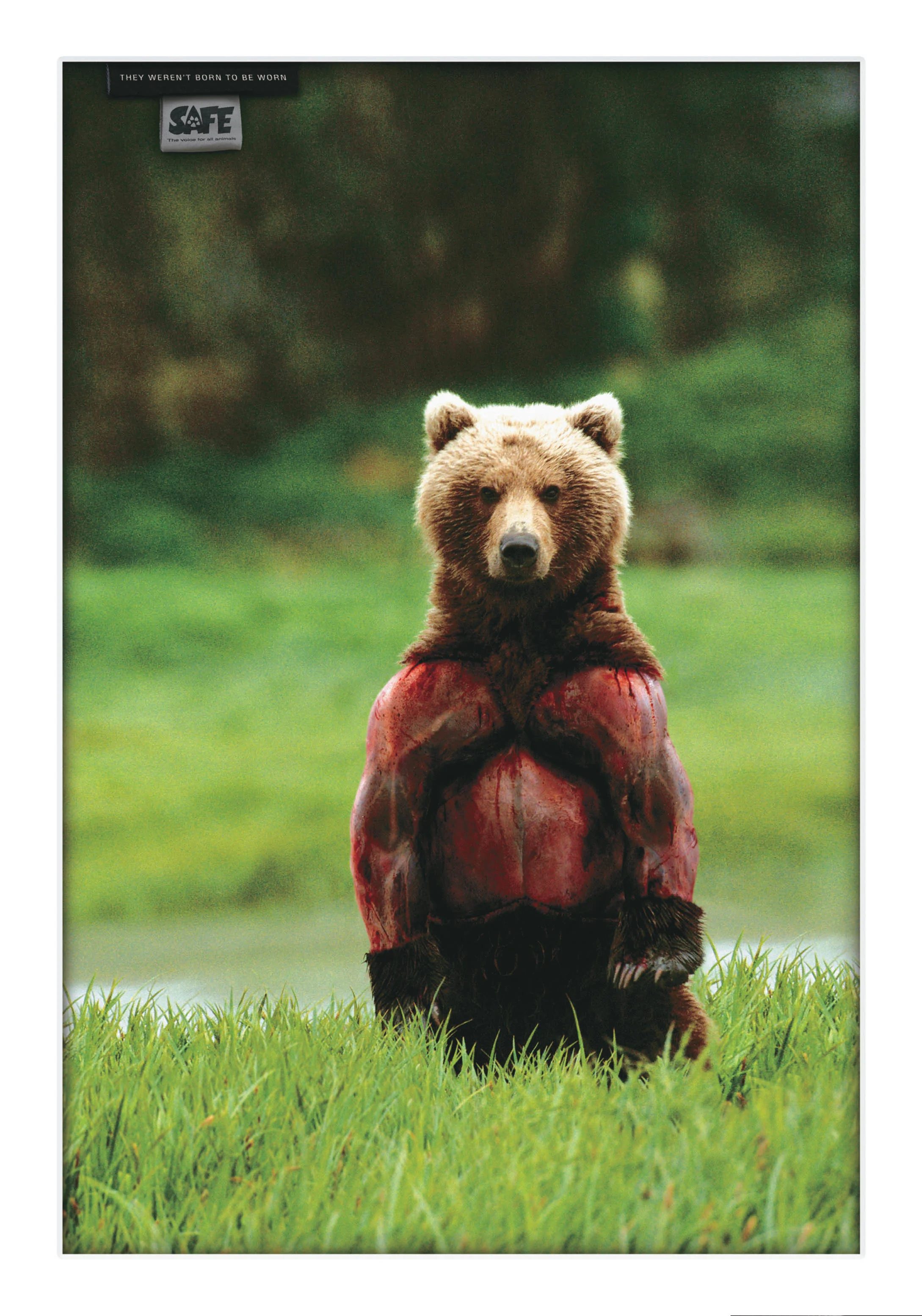 safe bear.jpg