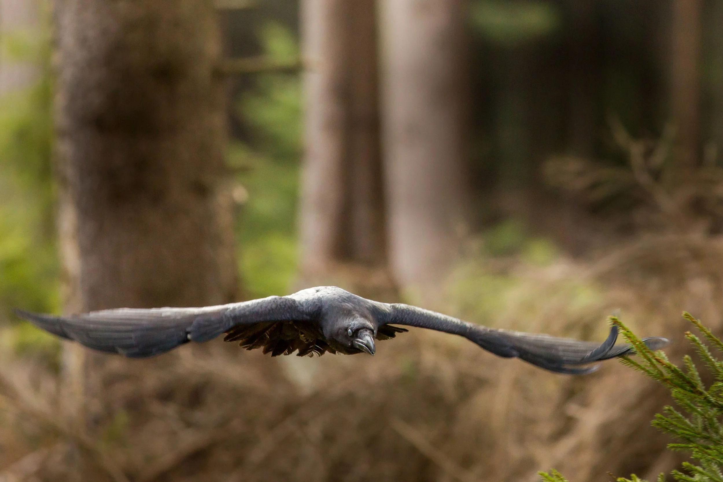 Corvus corax