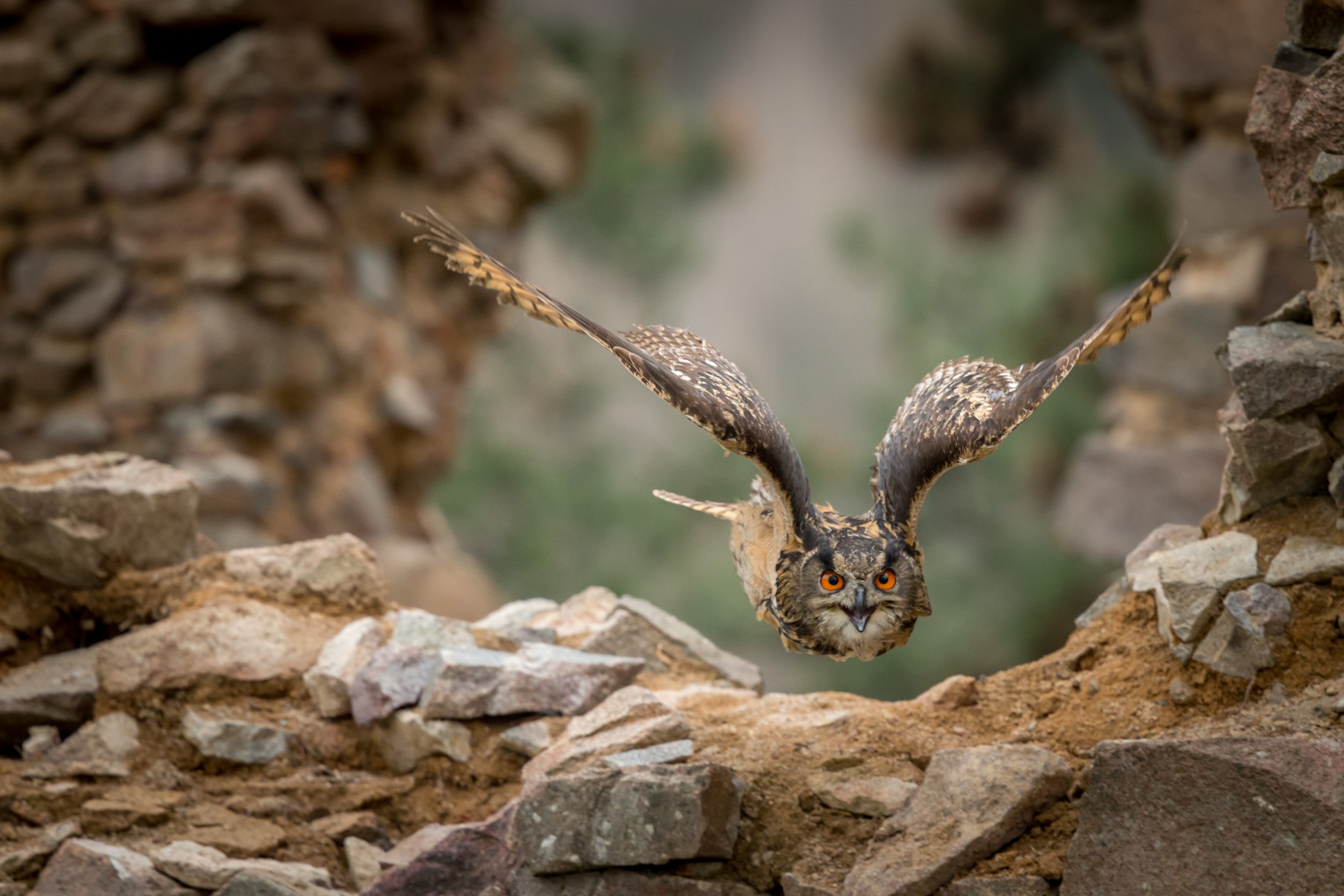 Bubo Bubo