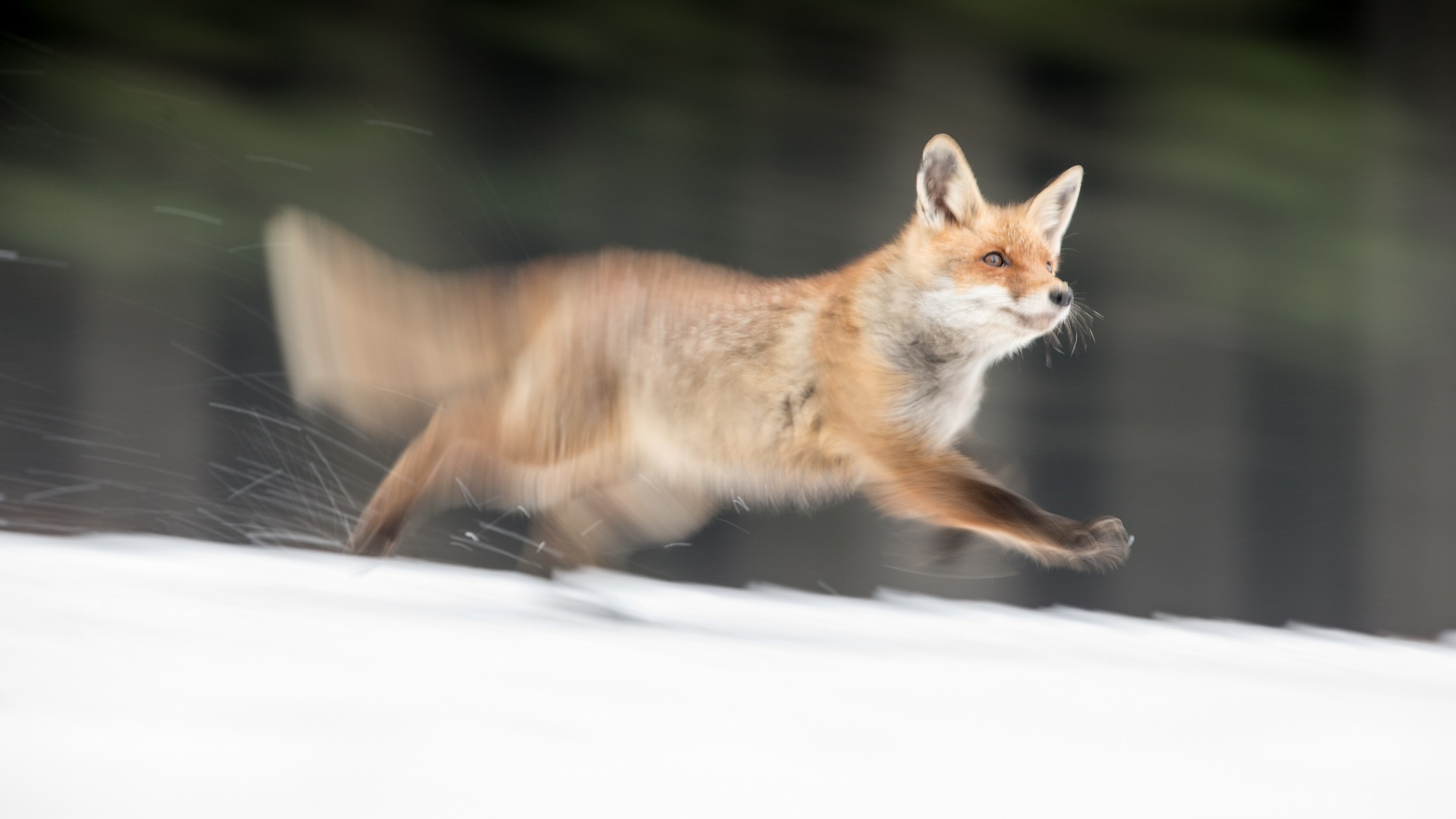 Vulpes Vulpes