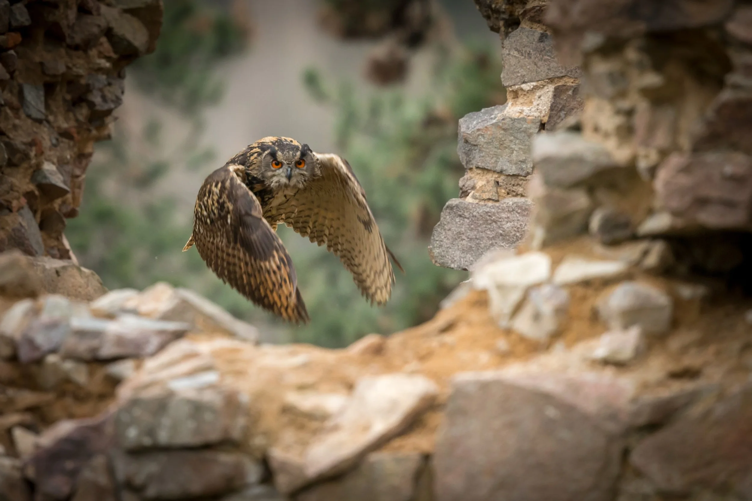 Bubo Bubo