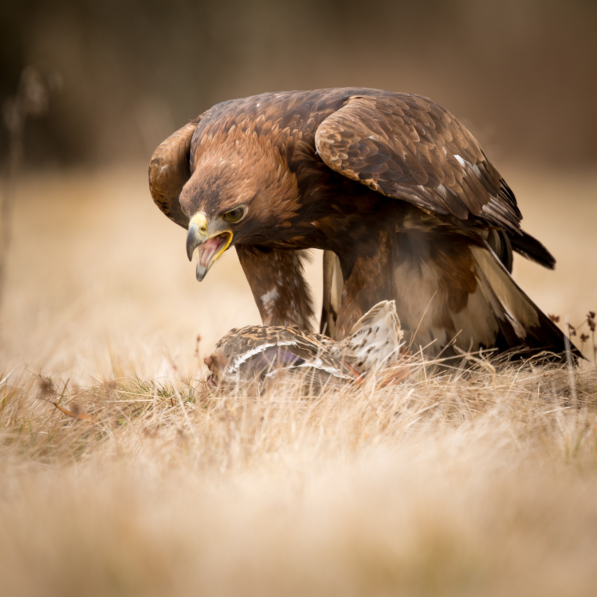 Aquila chrysaetos