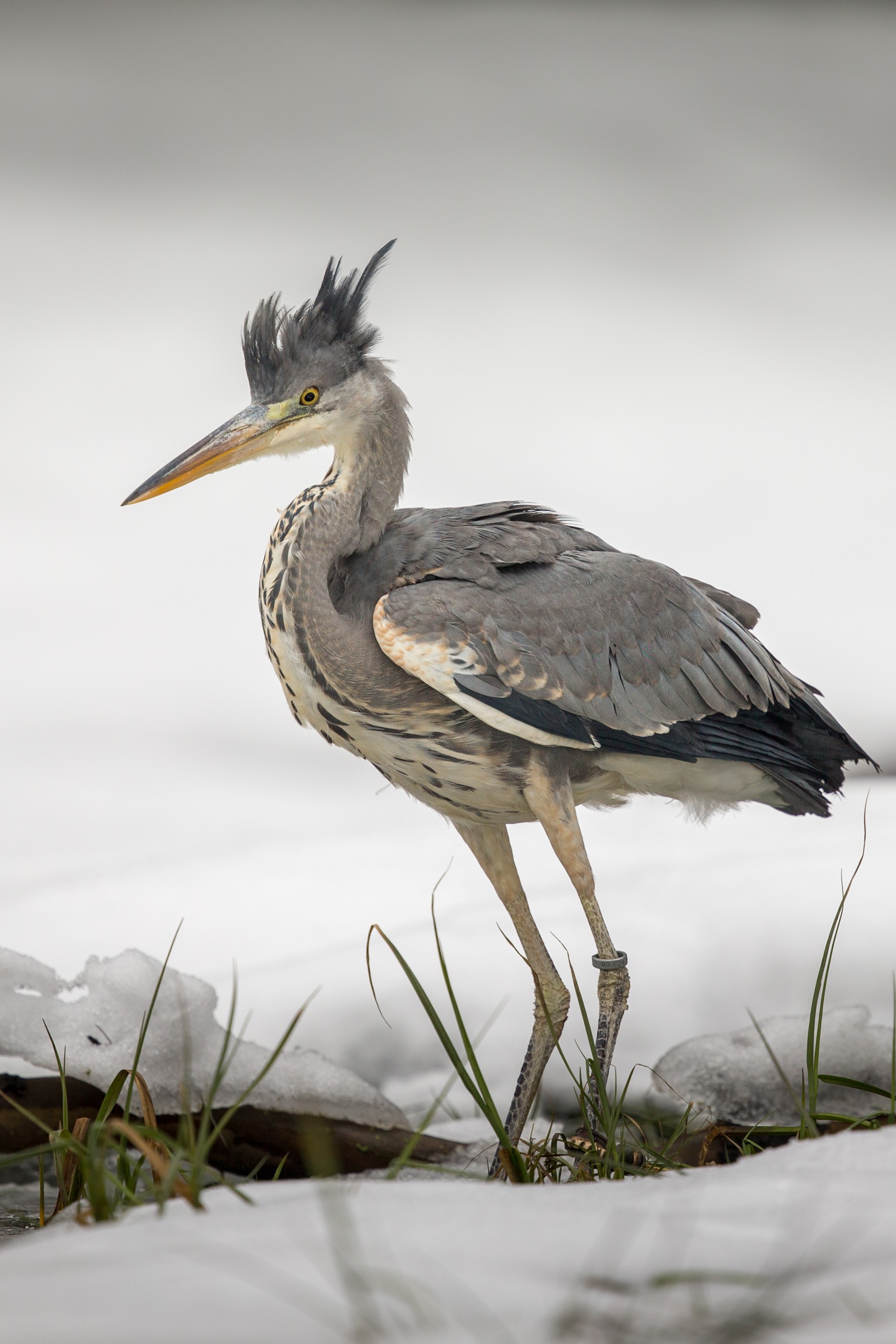 Ardea cinerea