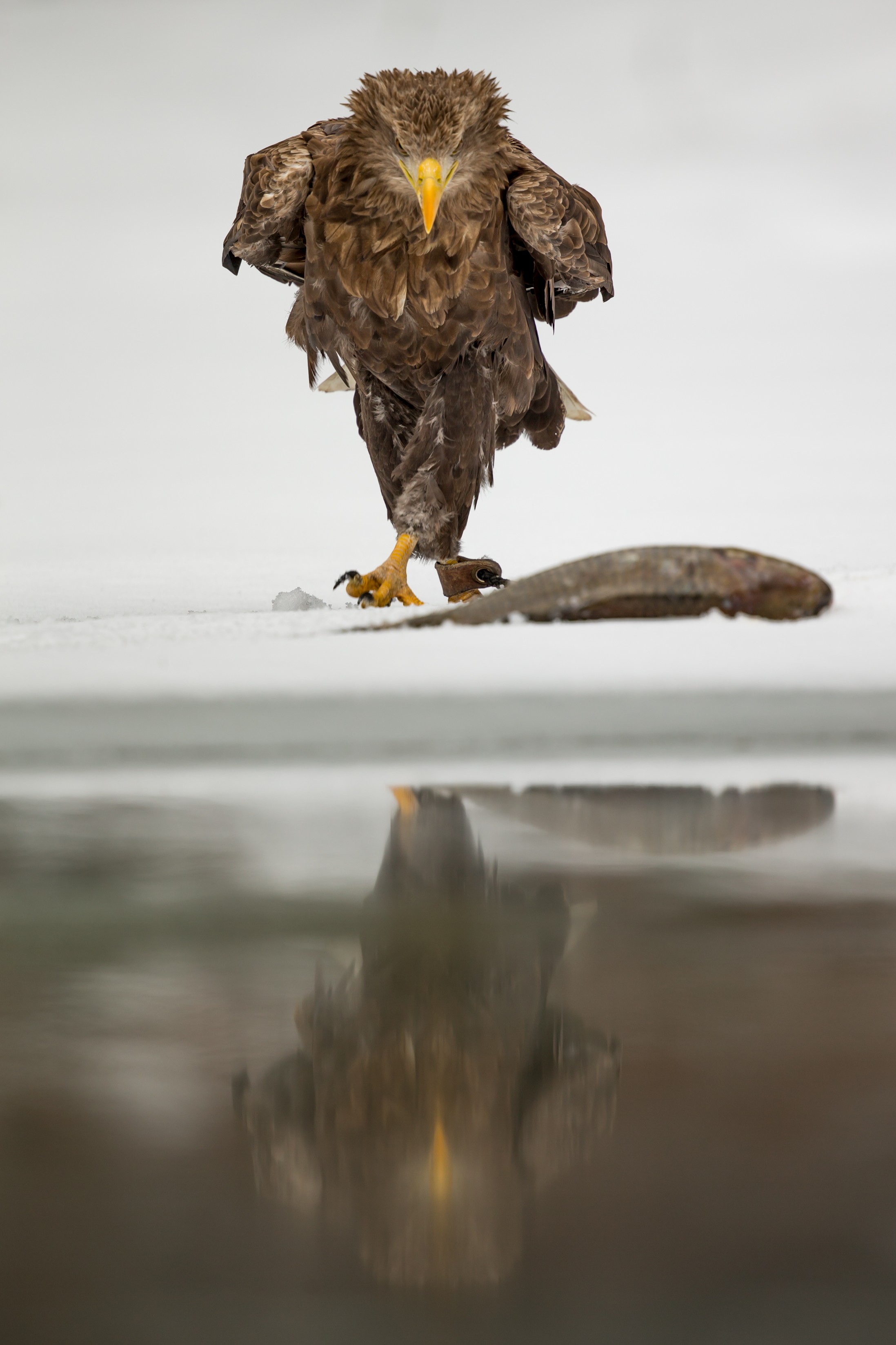 Haliaeetus albicilla