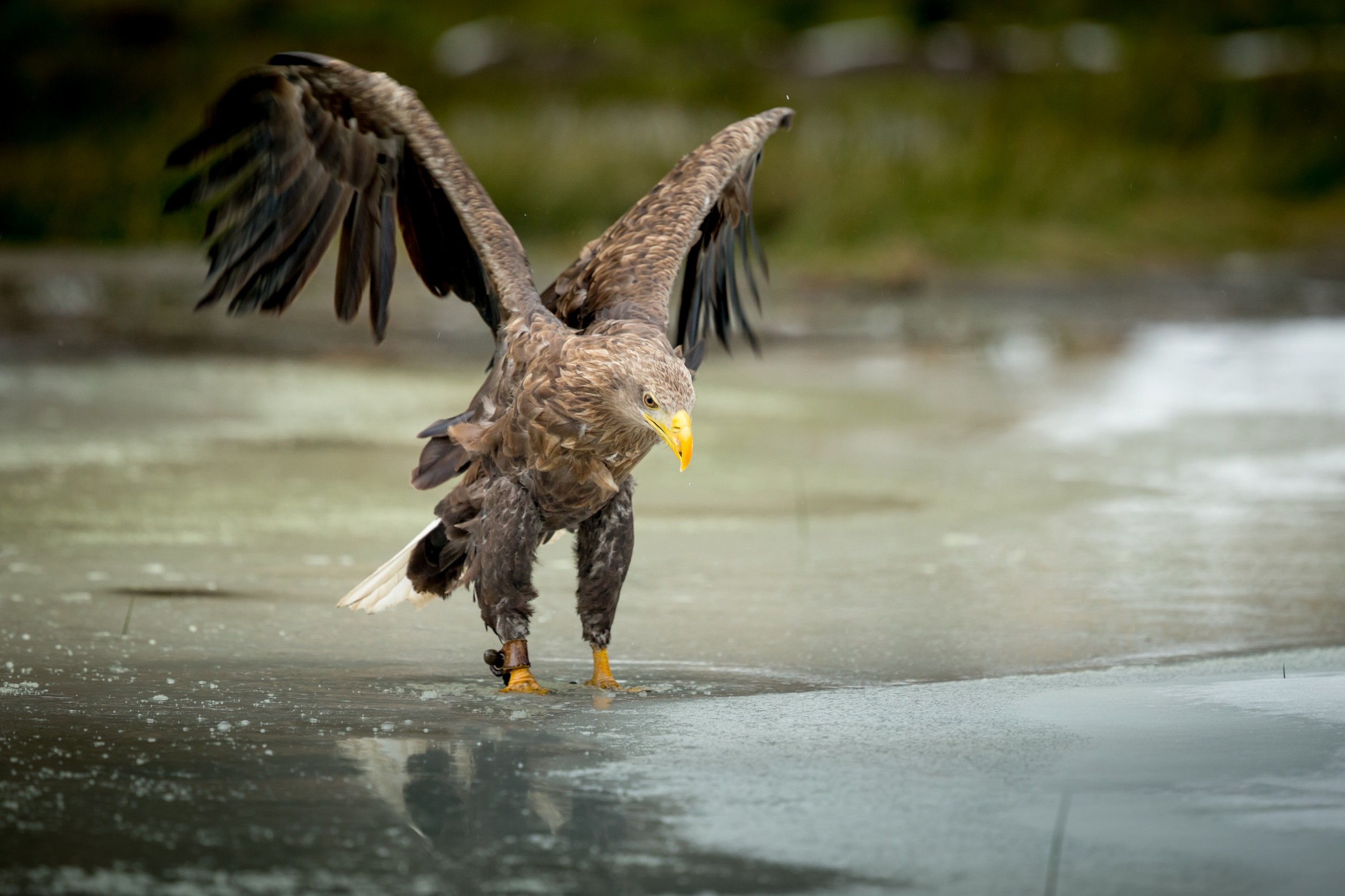 Haliaeetus albicilla