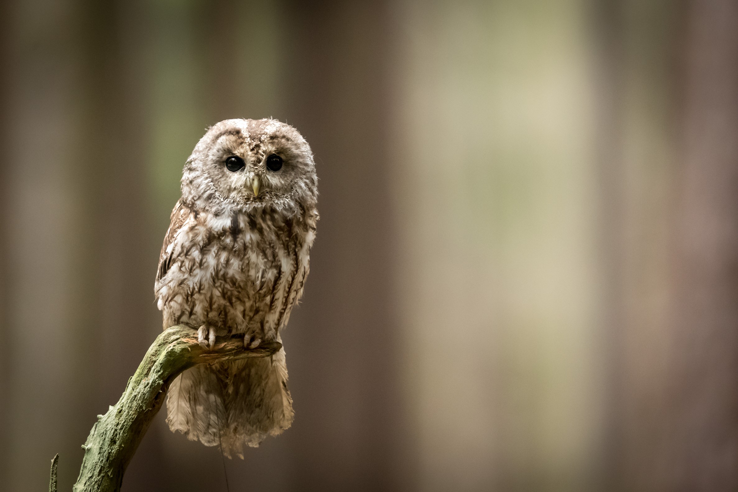 Strix aluco