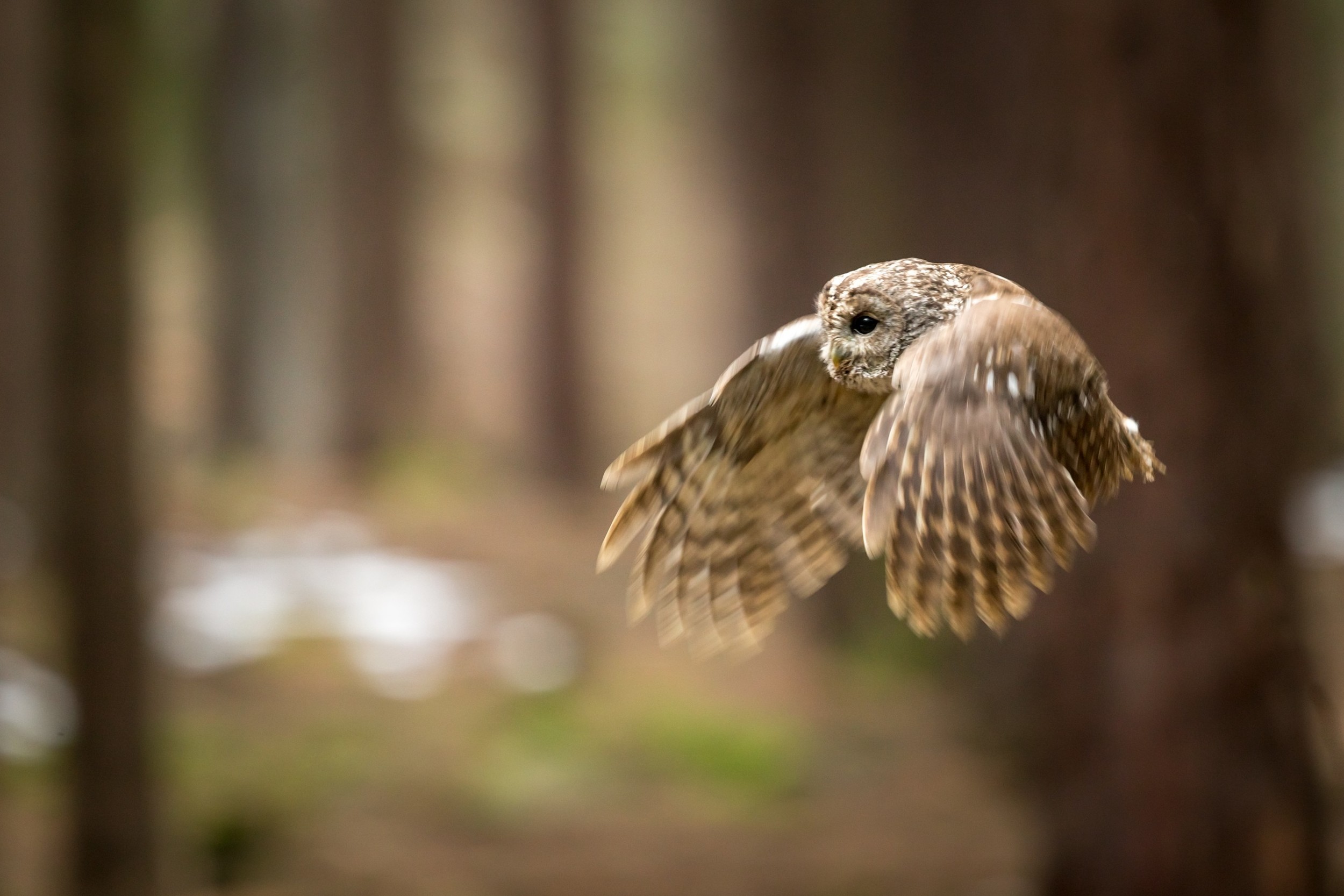 Strix aluco