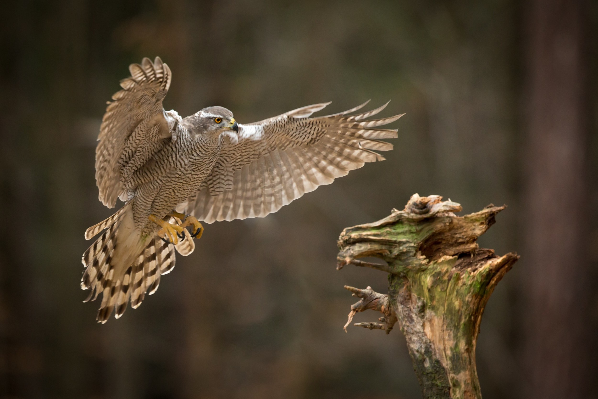 Accipiter gentilis