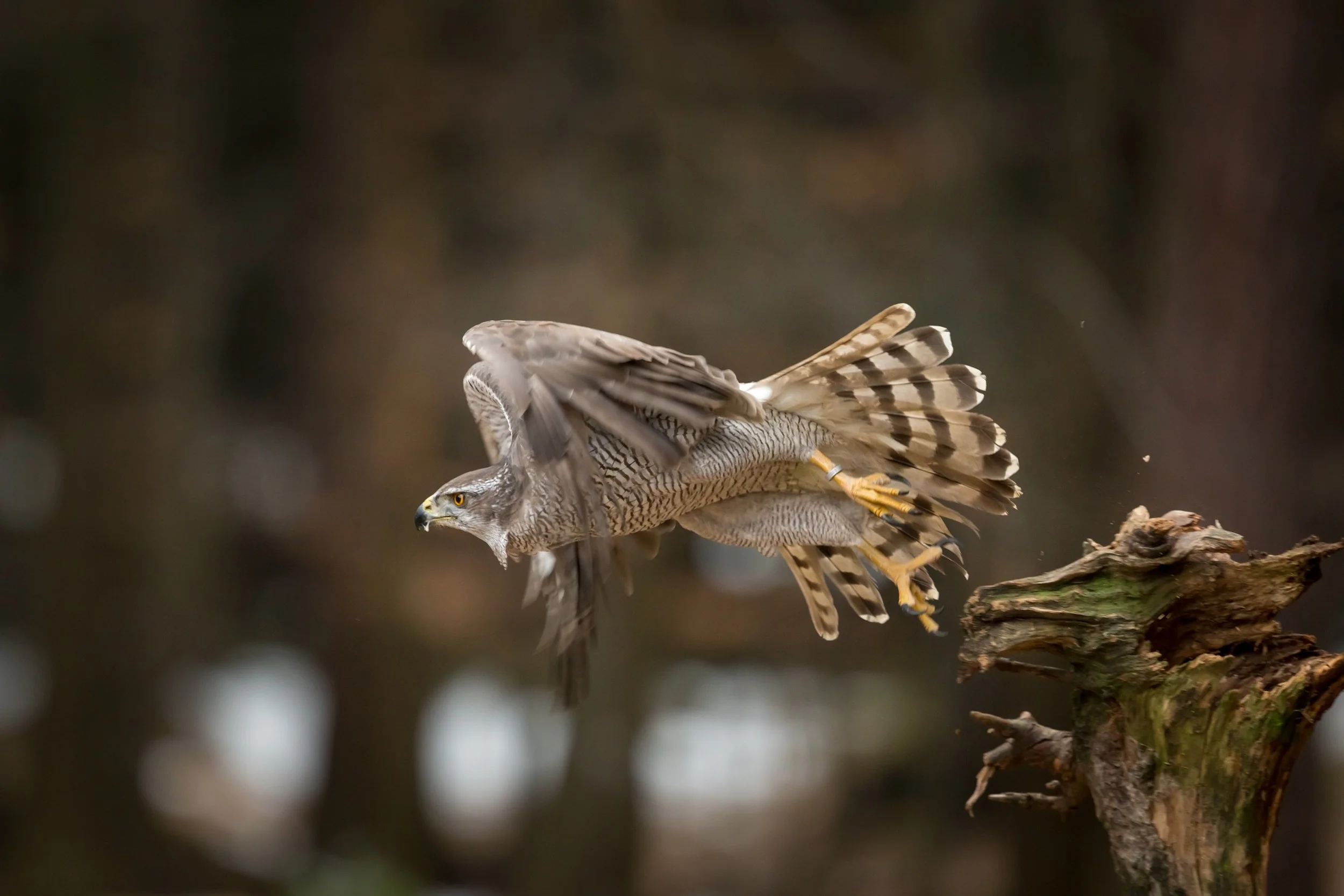 Accipiter gentilis