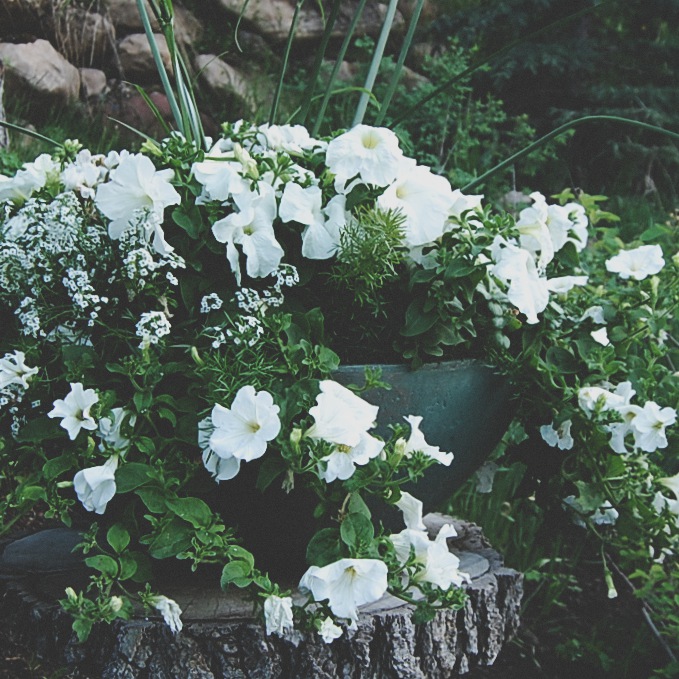 The White Planter