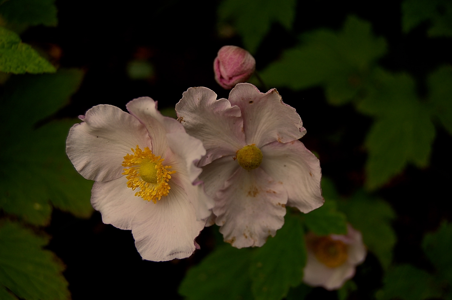 My new favourite flower: the Japanese Anenome