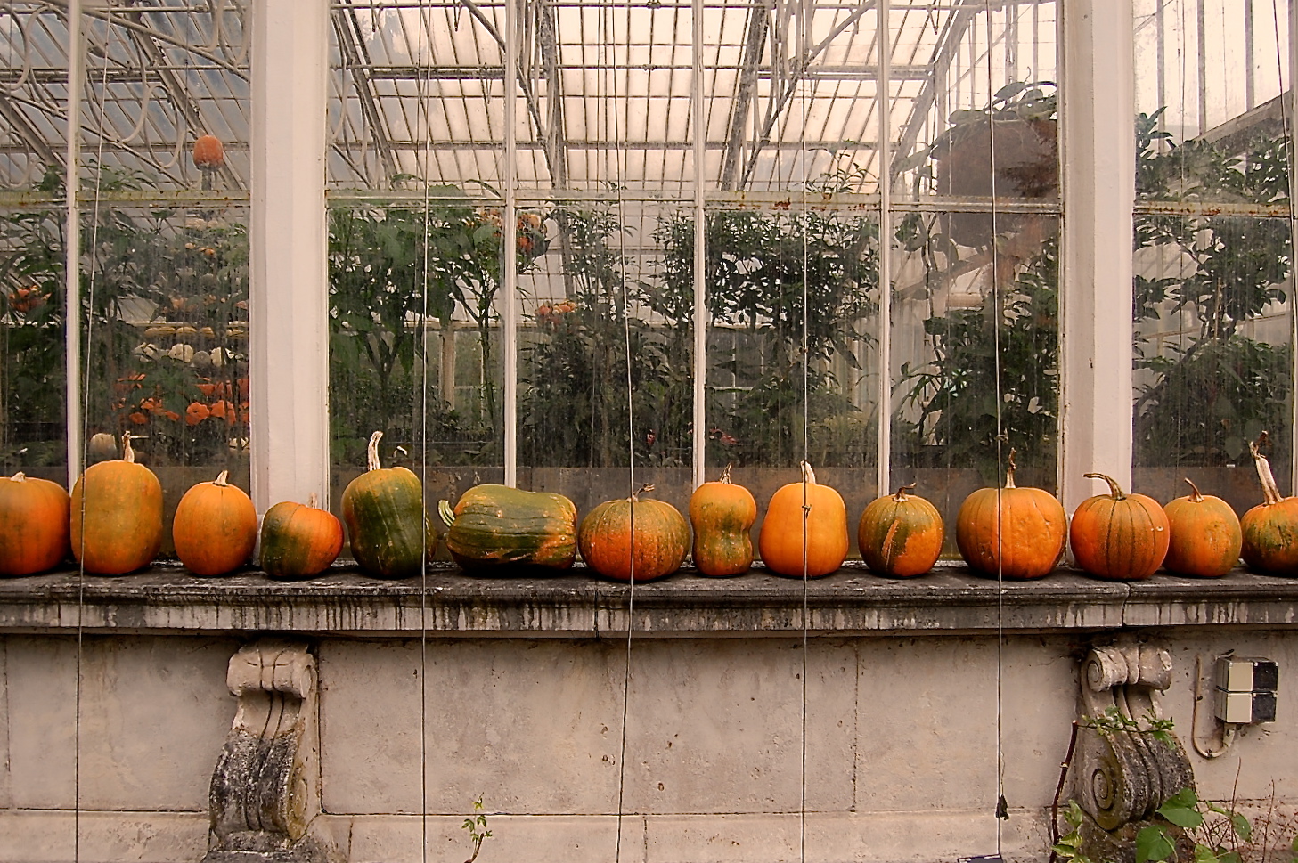 Pumpkins in a row - no Thanksgiving here :(